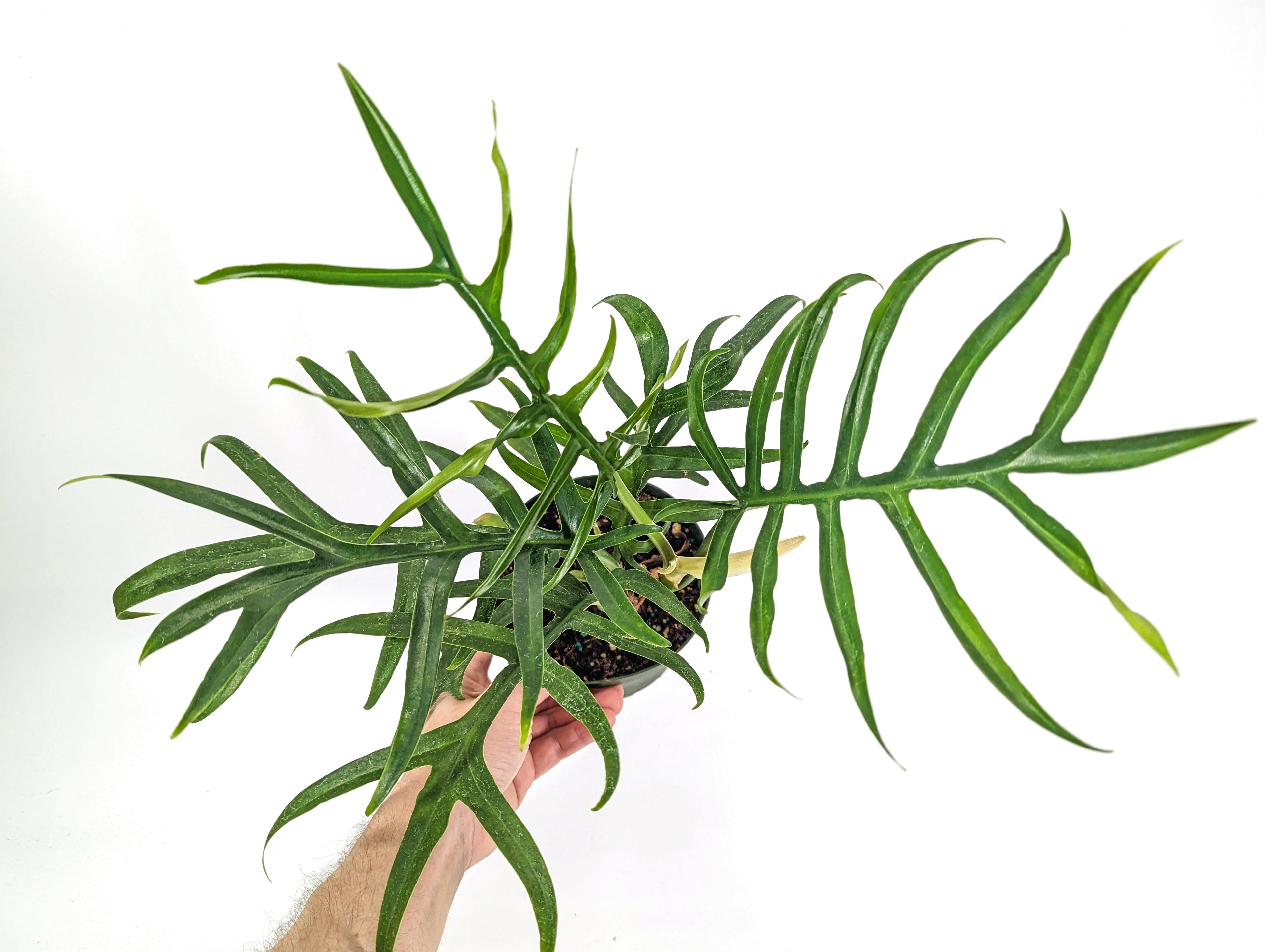 Philodendron Tortum Wide Form