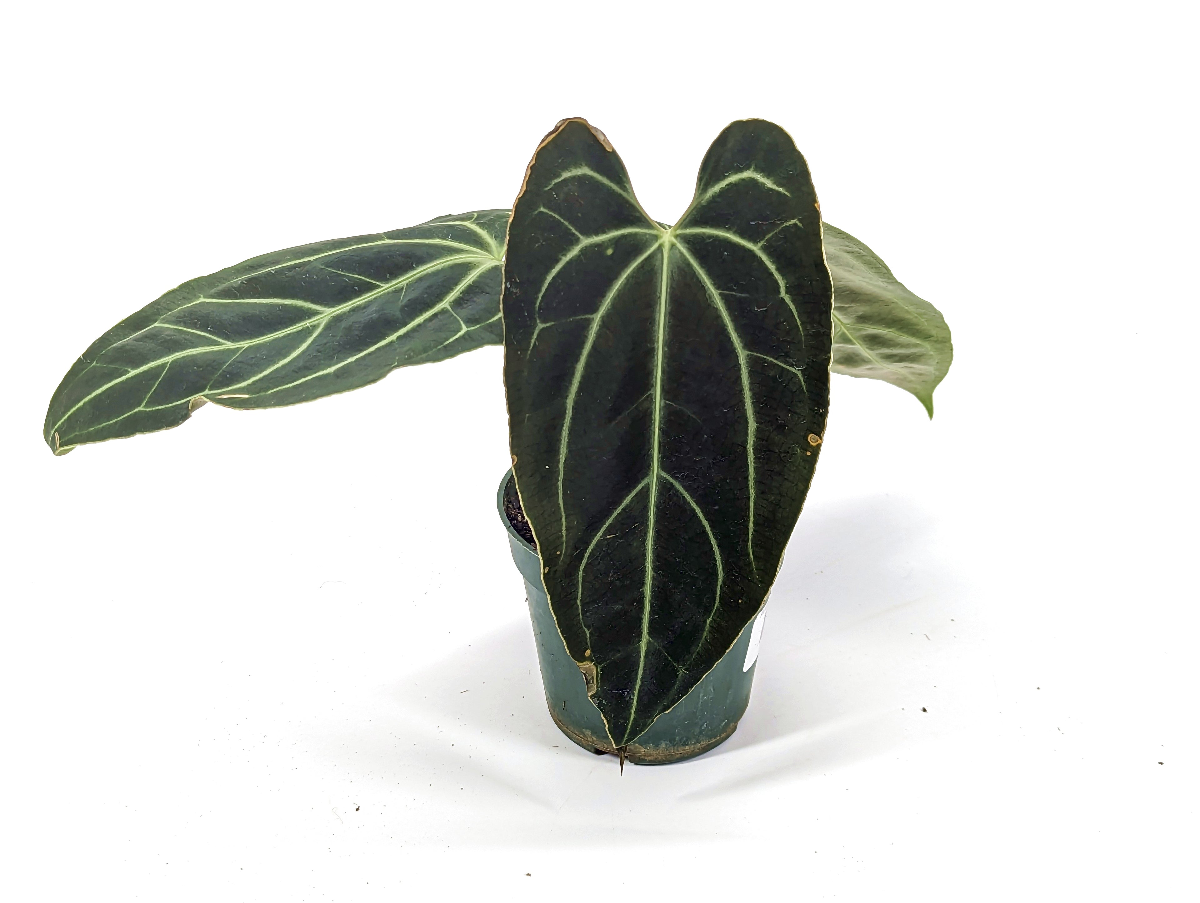 Anthurium Besseae