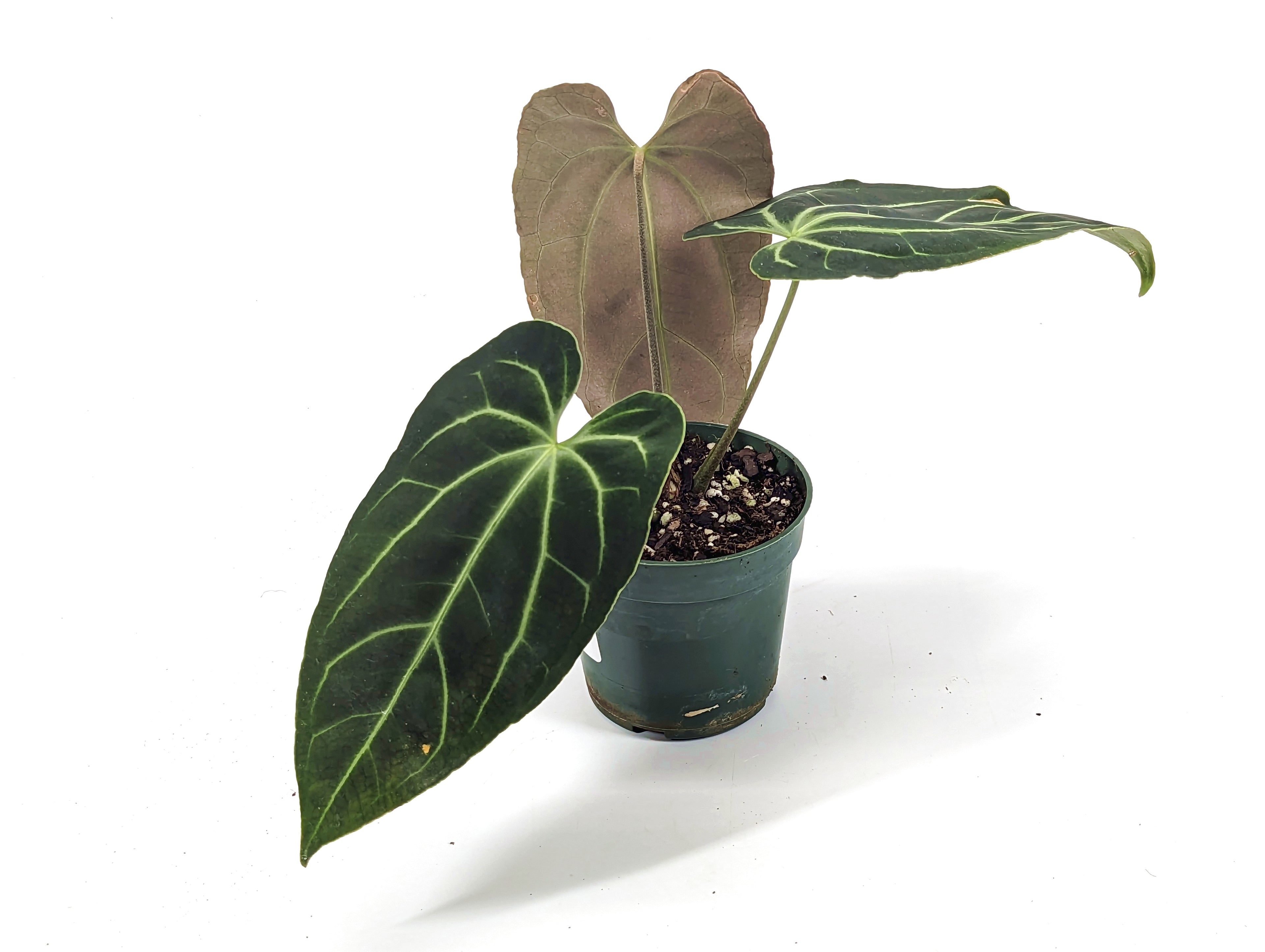 Anthurium Besseae