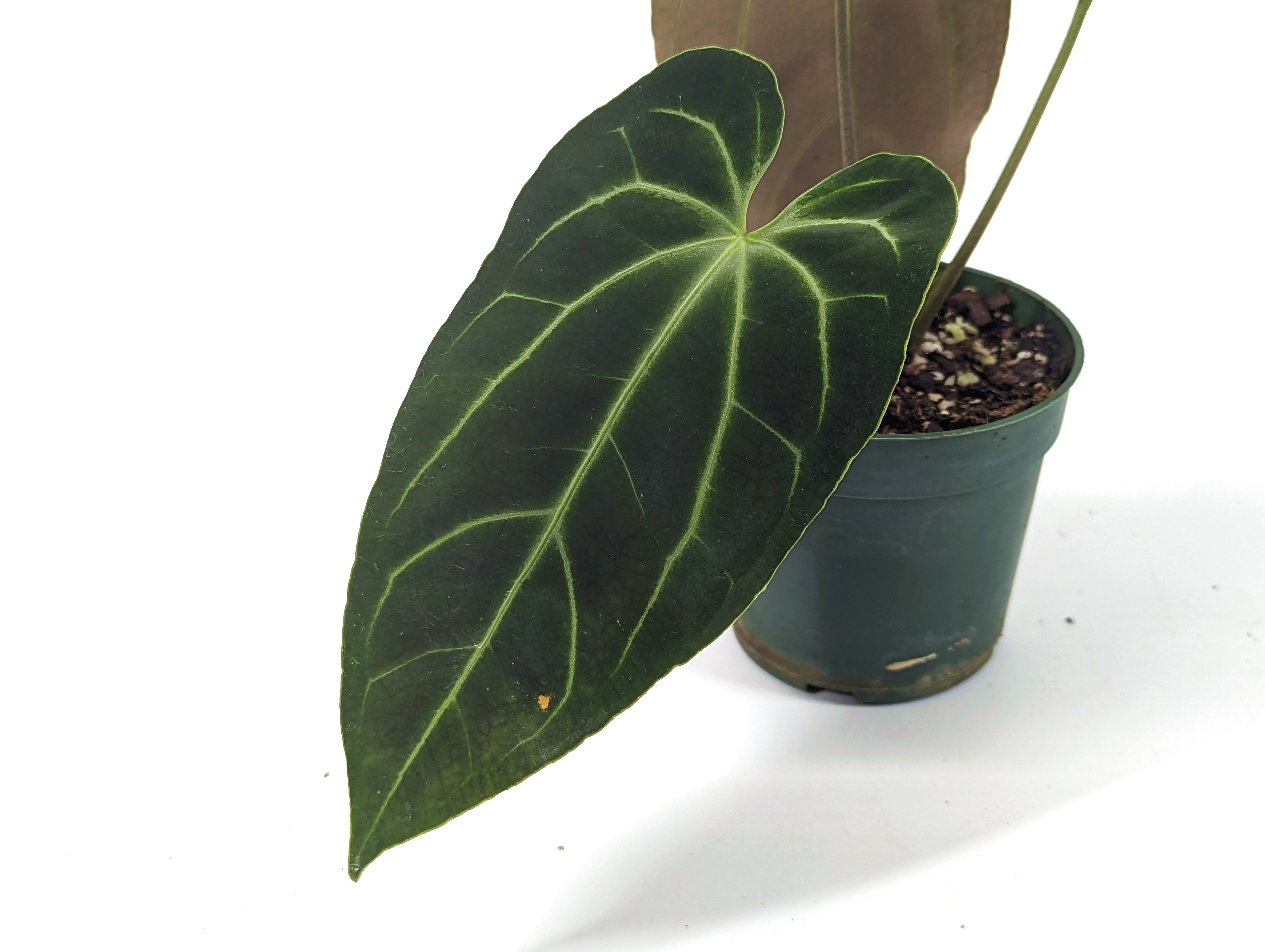 Anthurium Besseae