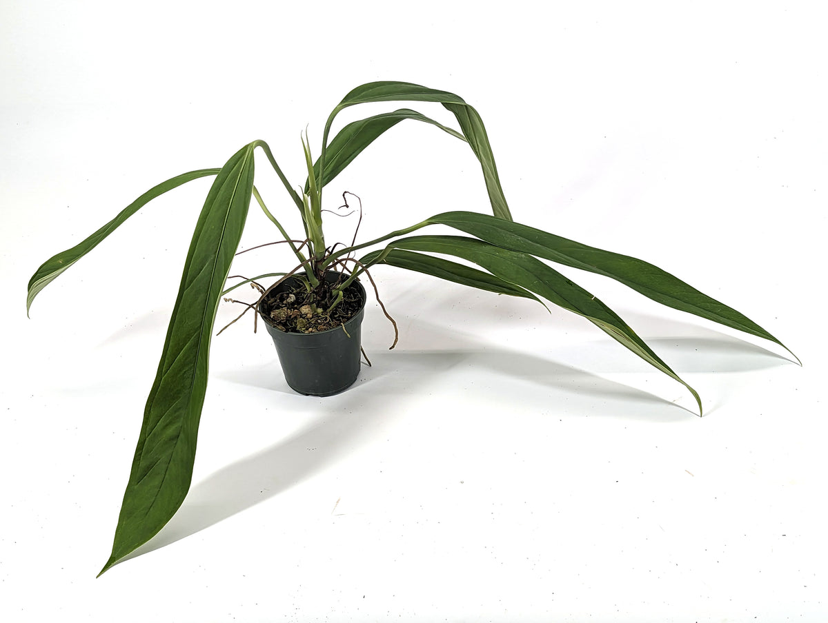 Anthurium ceronii