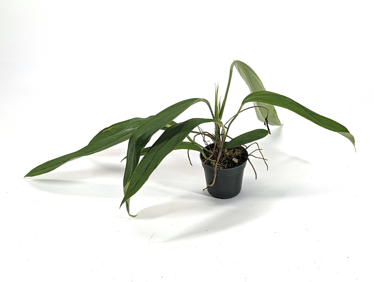 Anthurium ceronii