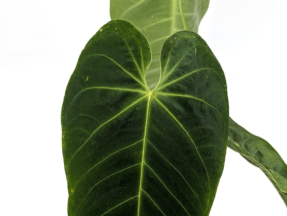 Anthurium Queremalense