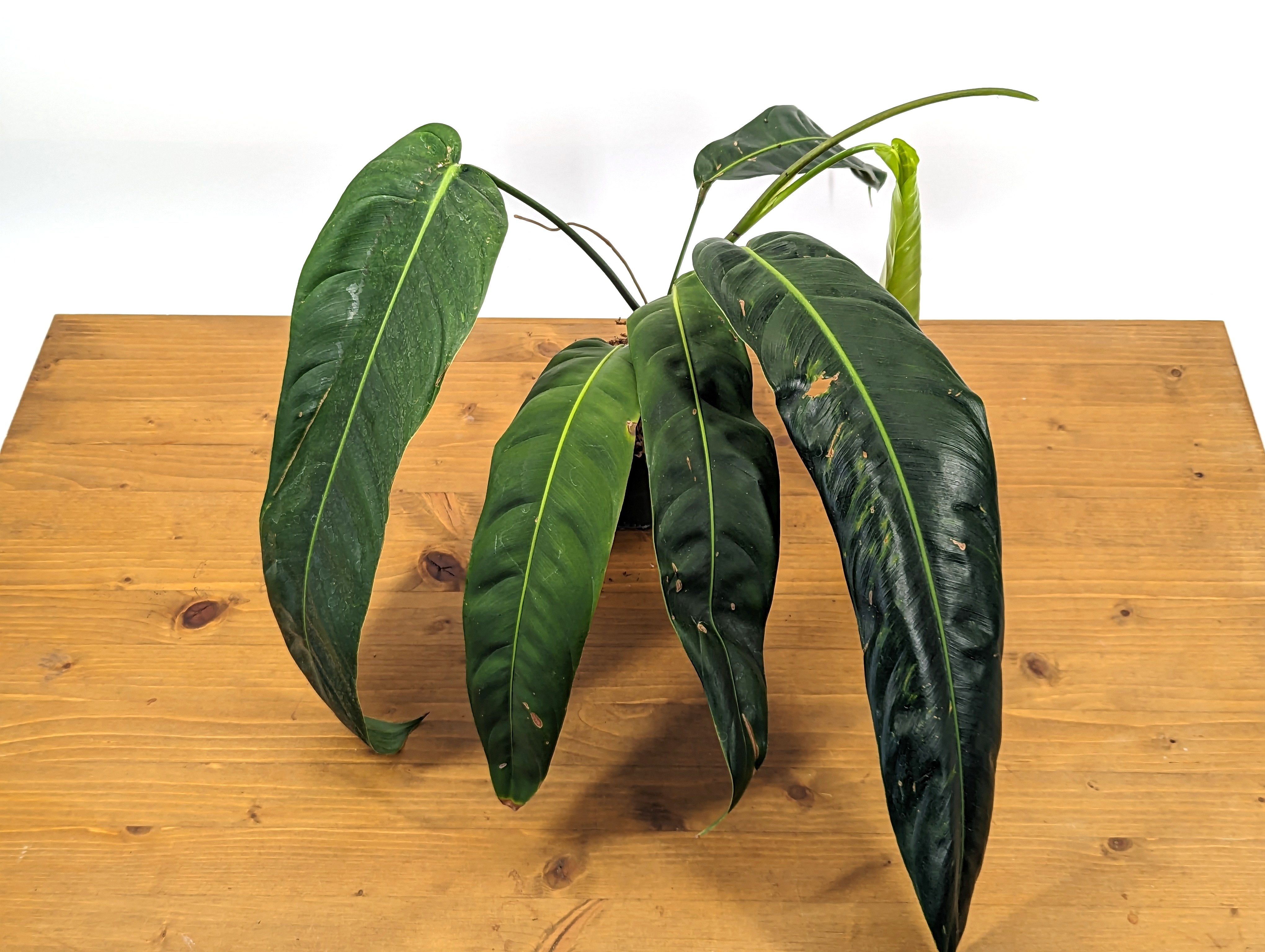 patriciae philodendron Philodendron Patriciae – Plantamani Plants