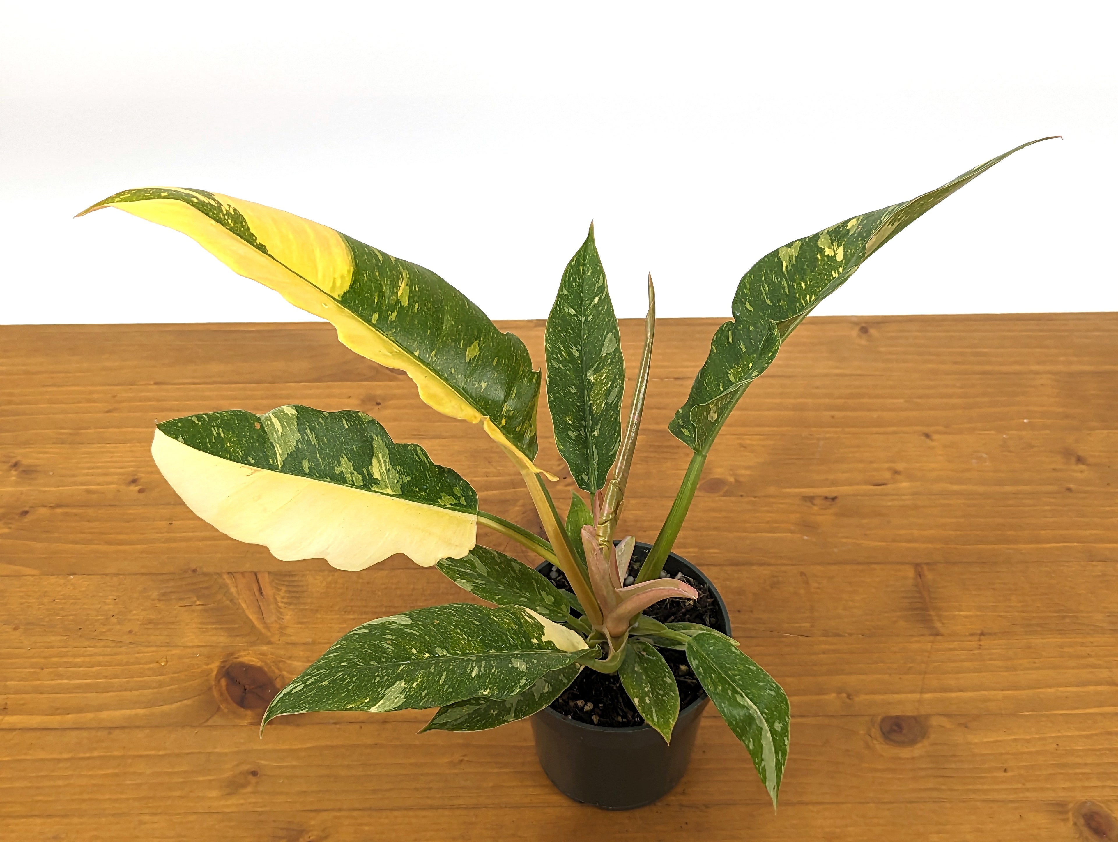 Philodendron Ring of Fire
