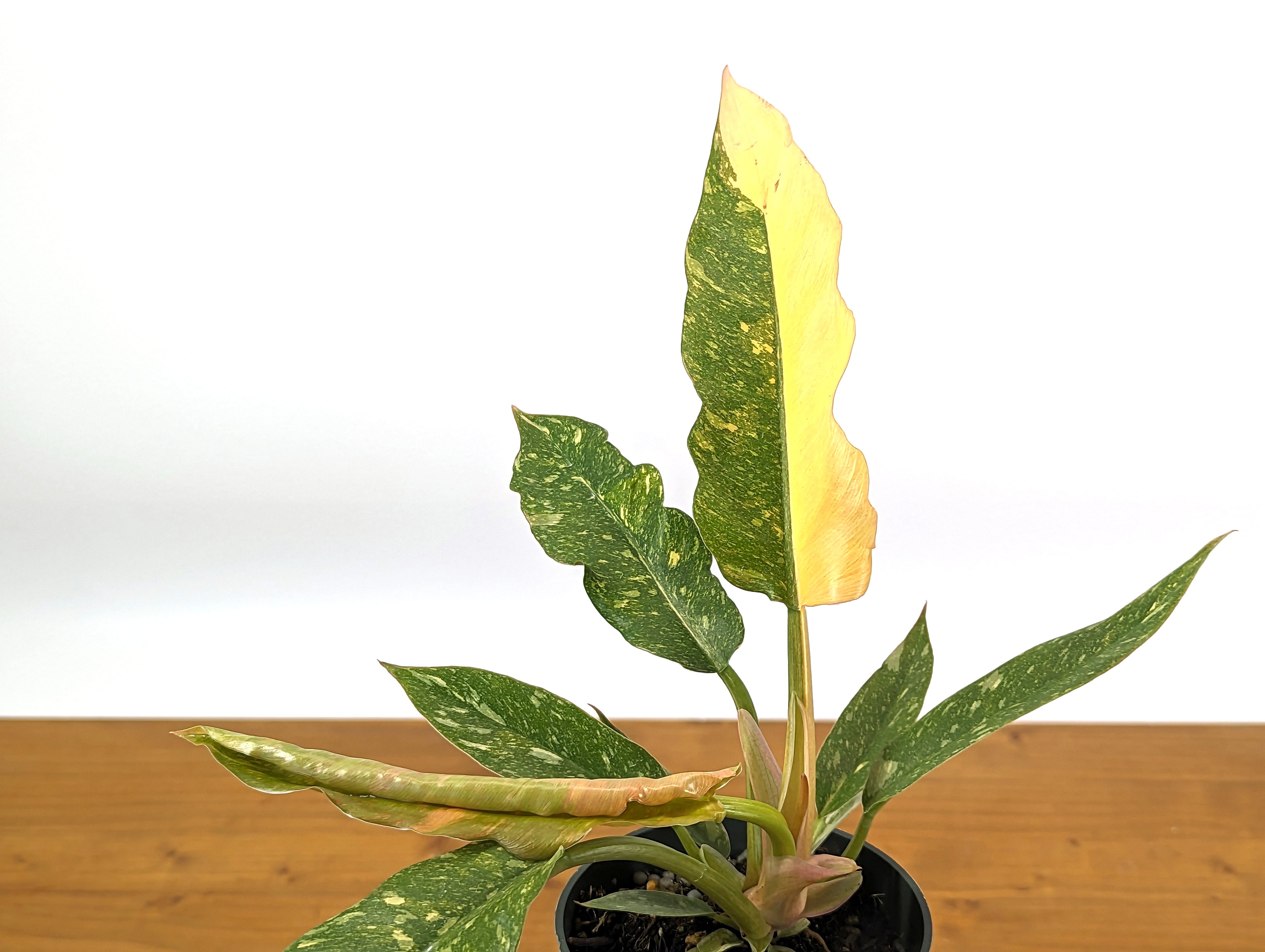 Philodendron Ring of Fire