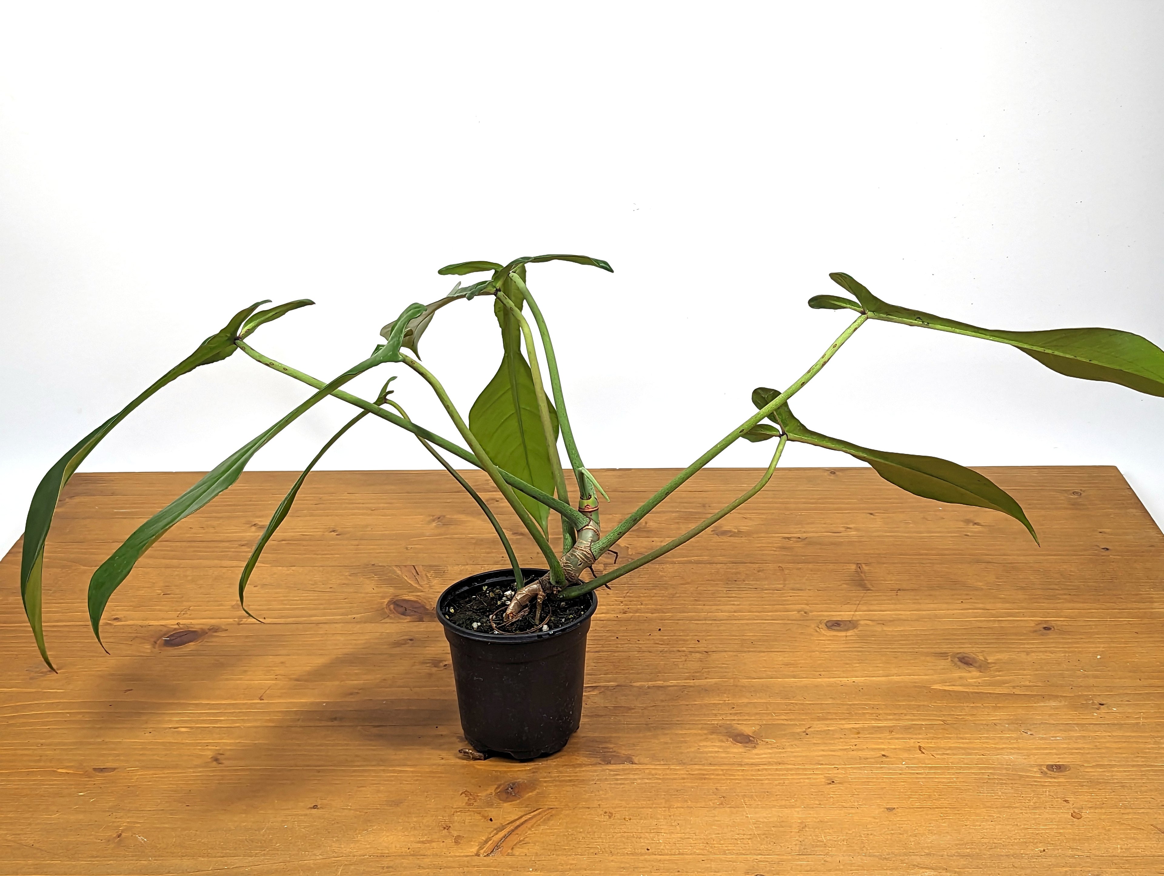 Philodendron Joepii