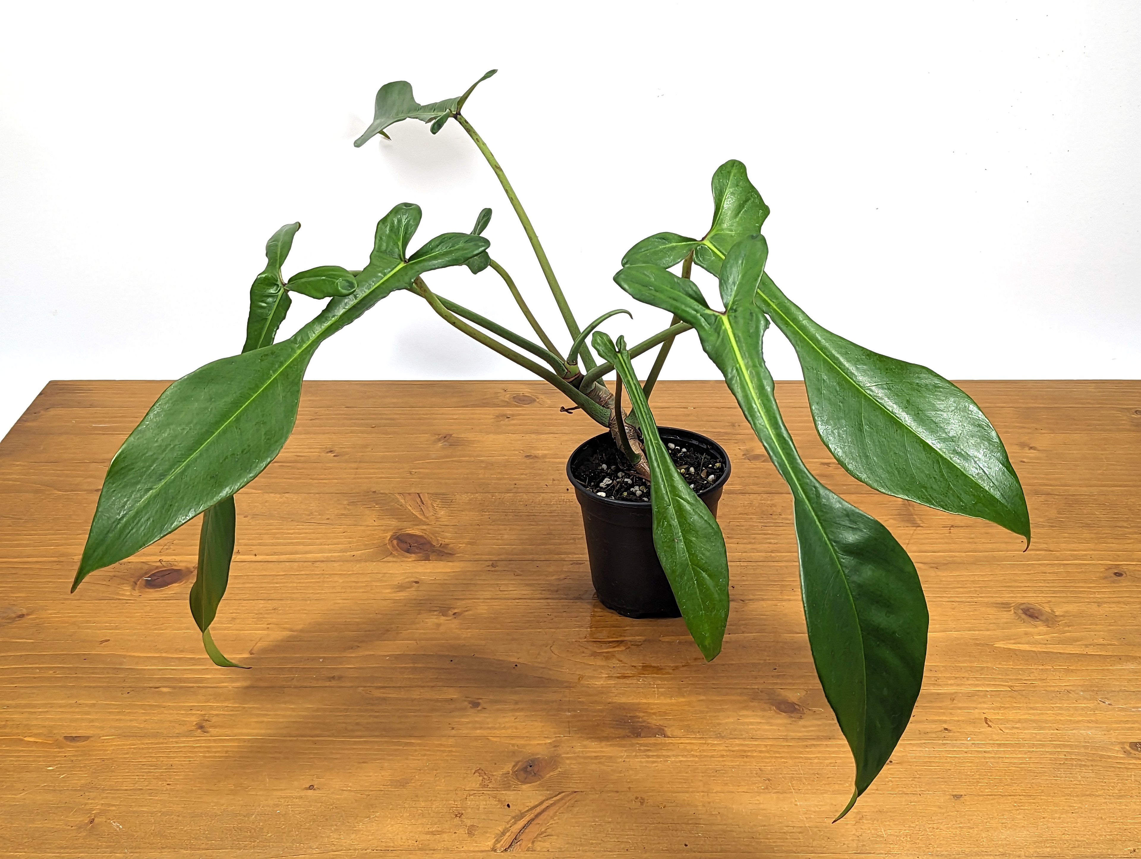 Philodendron Joepii
