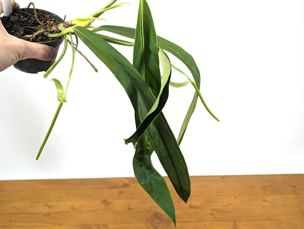 Anthurium ceronii