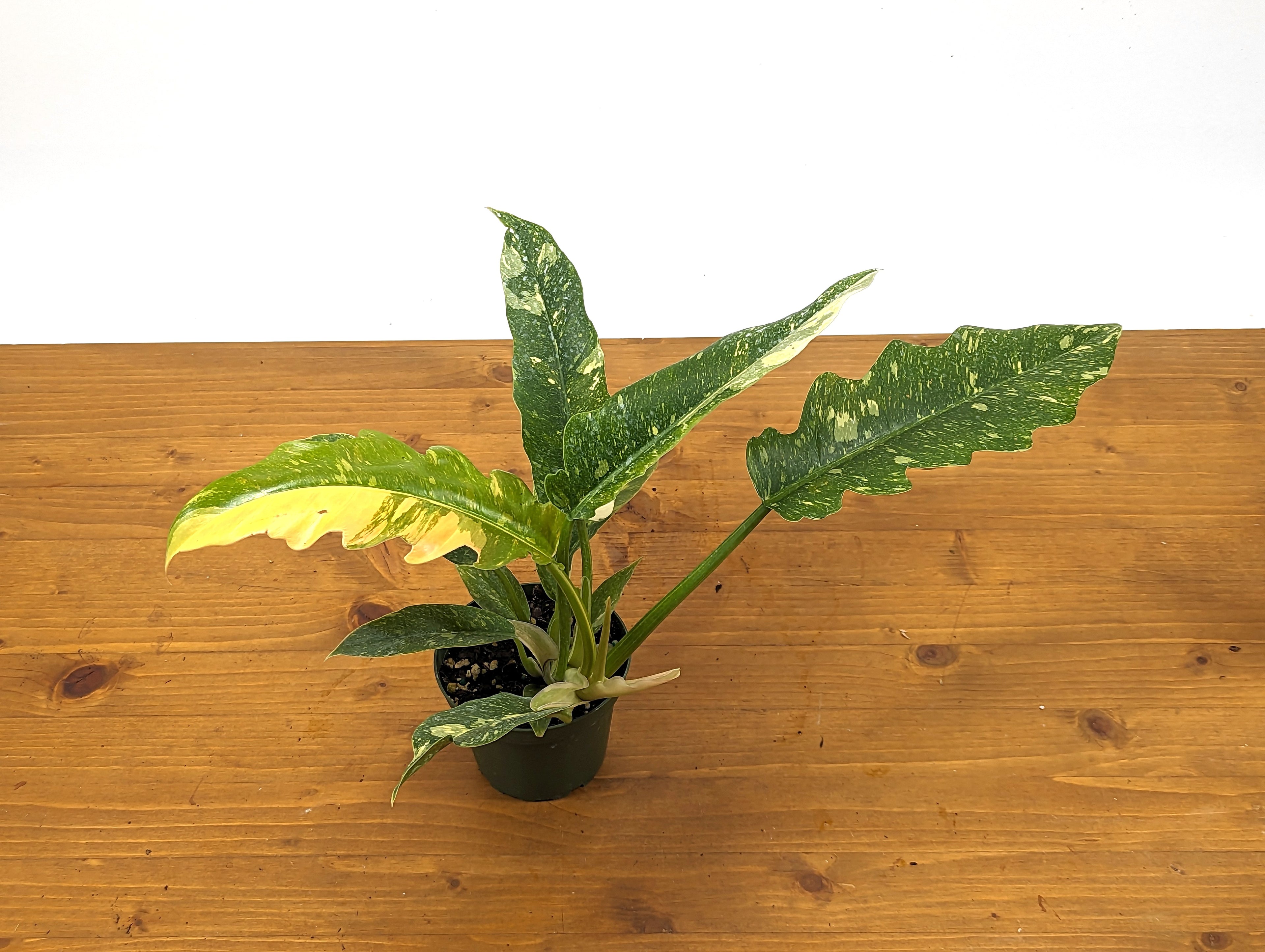 Philodendron Ring of Fire