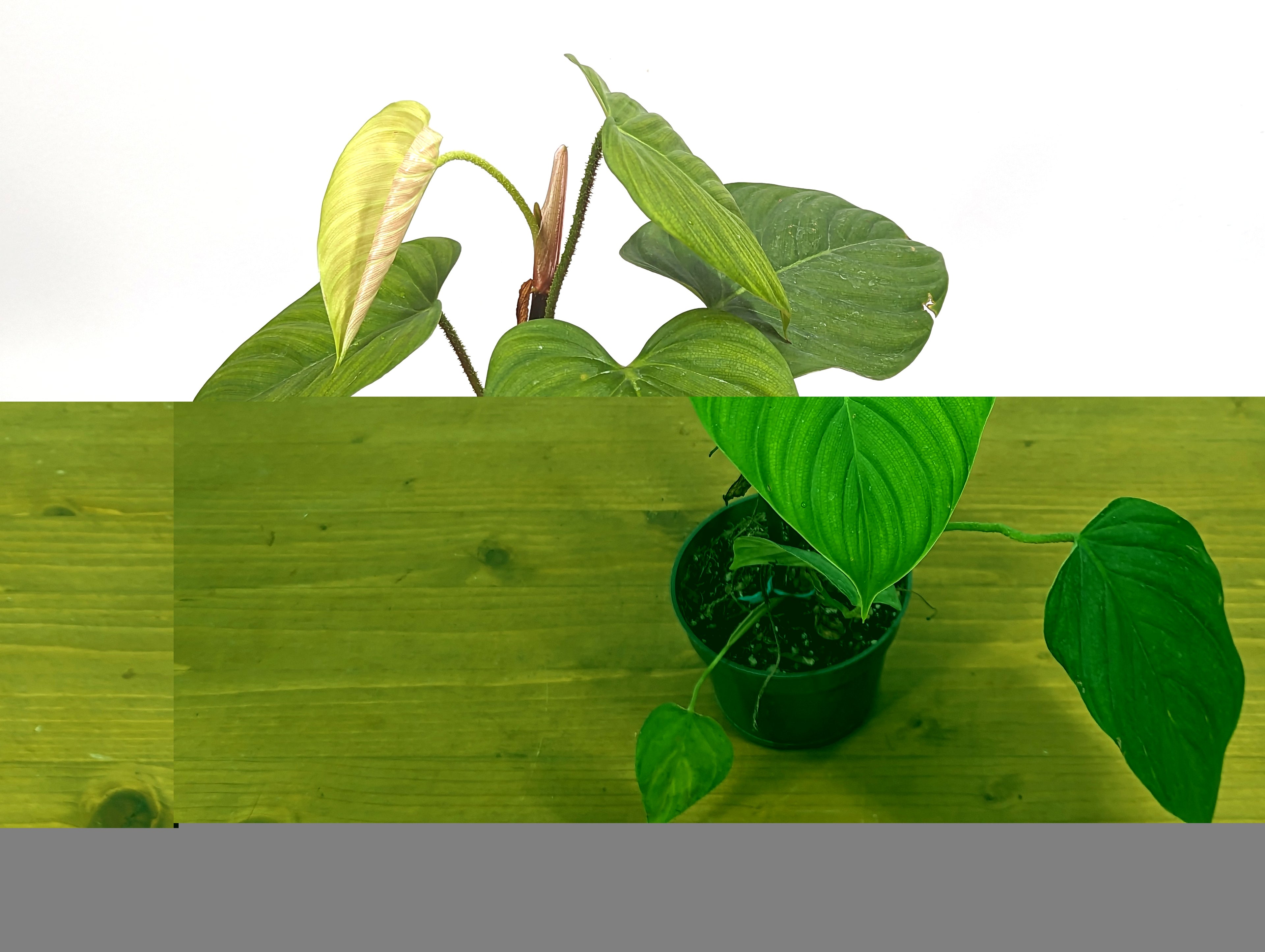 Philodendron Celebration (El Choco Red Rubrijuvenile x Pastazanum)