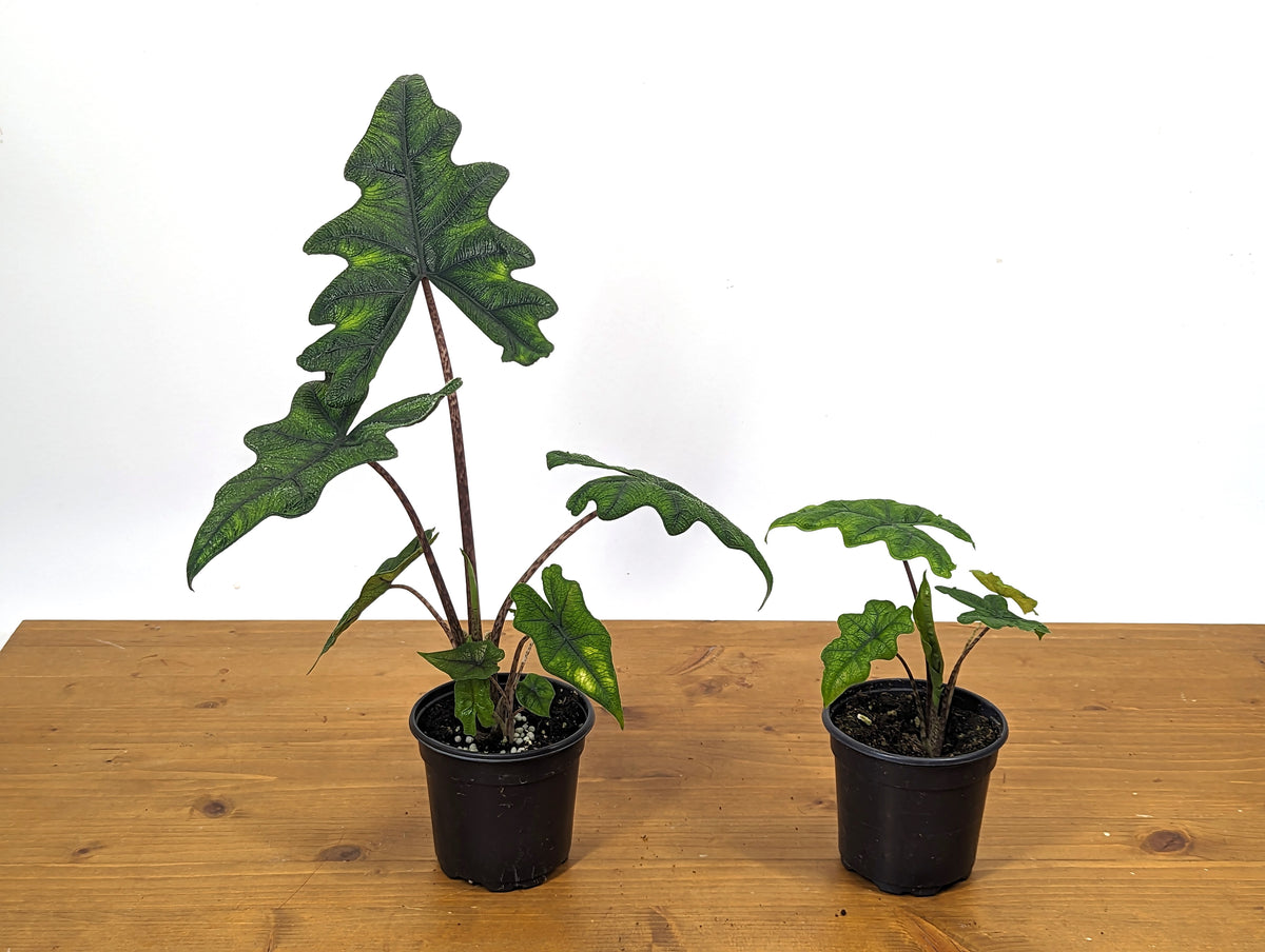 Alocasia tandurusa 'Jacklyn'