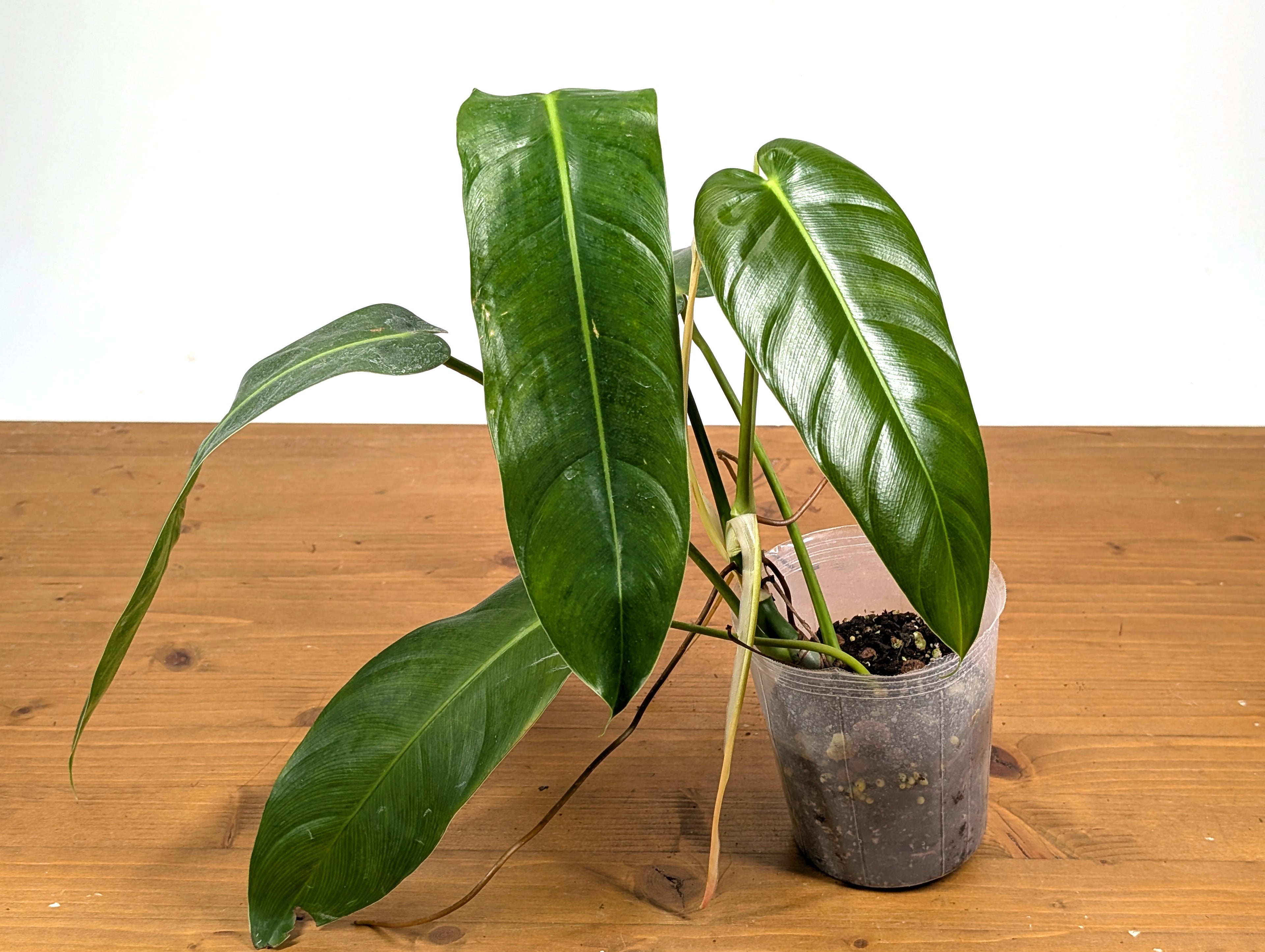 Philodendron Amazon Spirit (Patriciae x Spiritus Sancti)