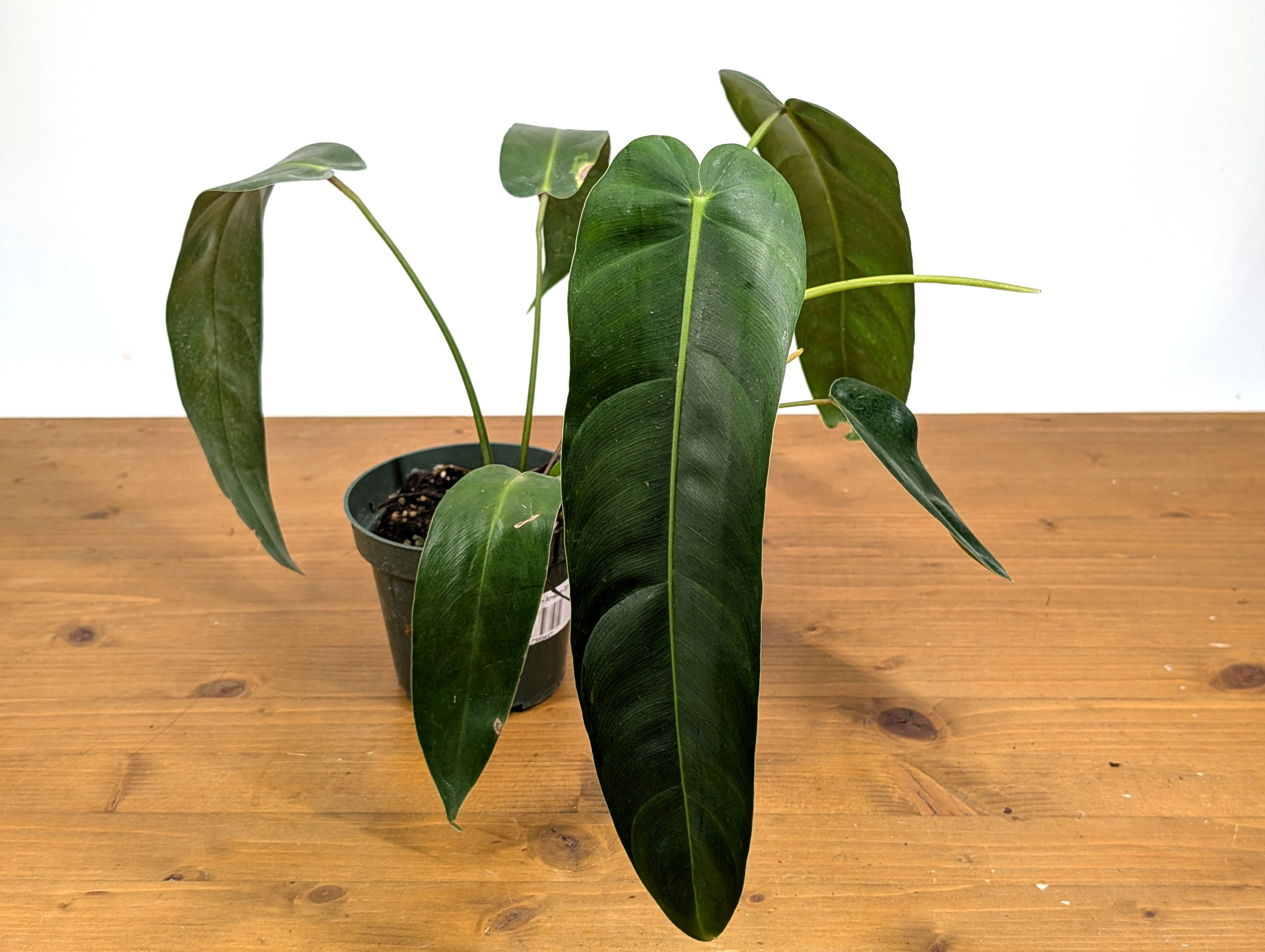 Philodendron Amazon Spirit (Patriciae x Spiritus Sancti)