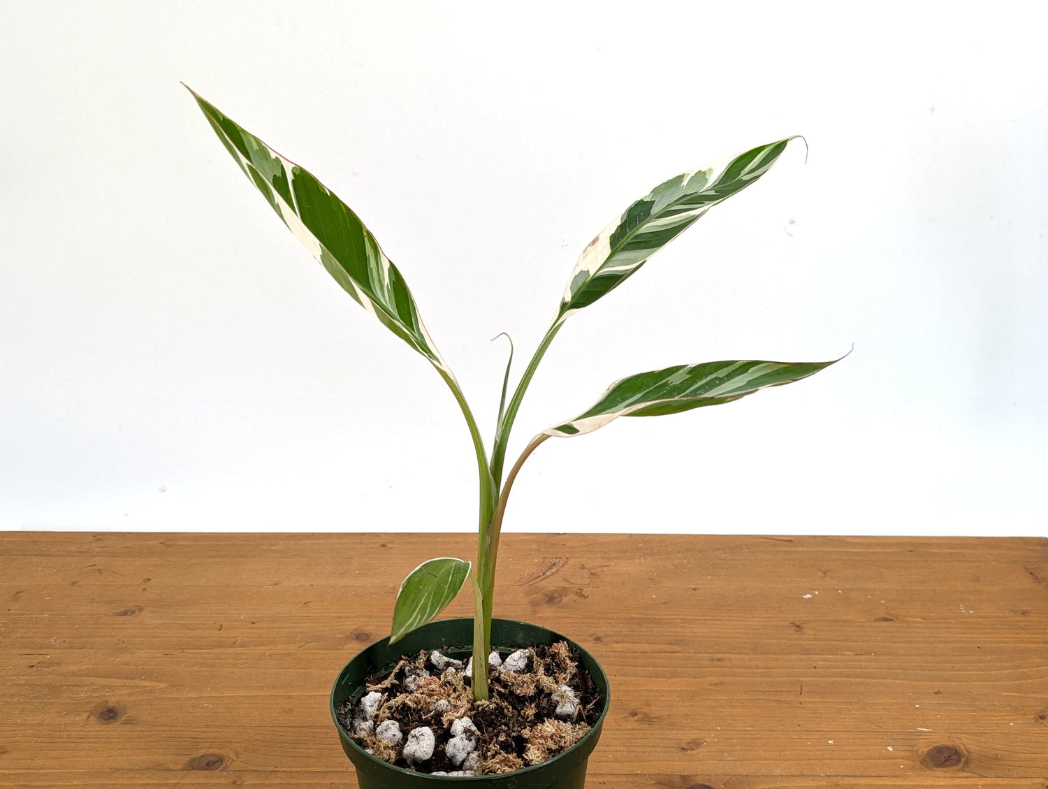 Musa Florida Variegated Banana Tree
