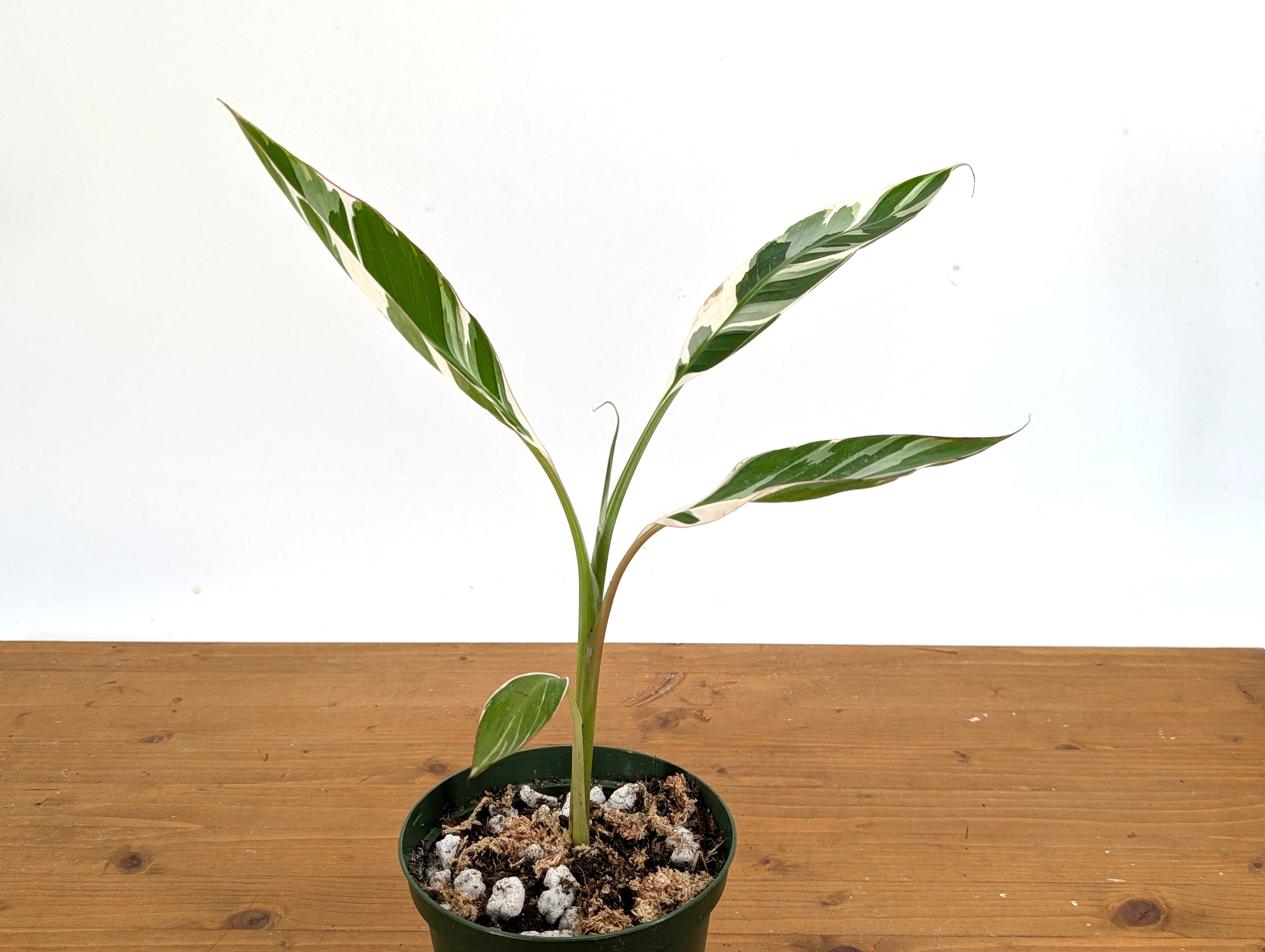 Musa Florida Variegated Banana Tree
