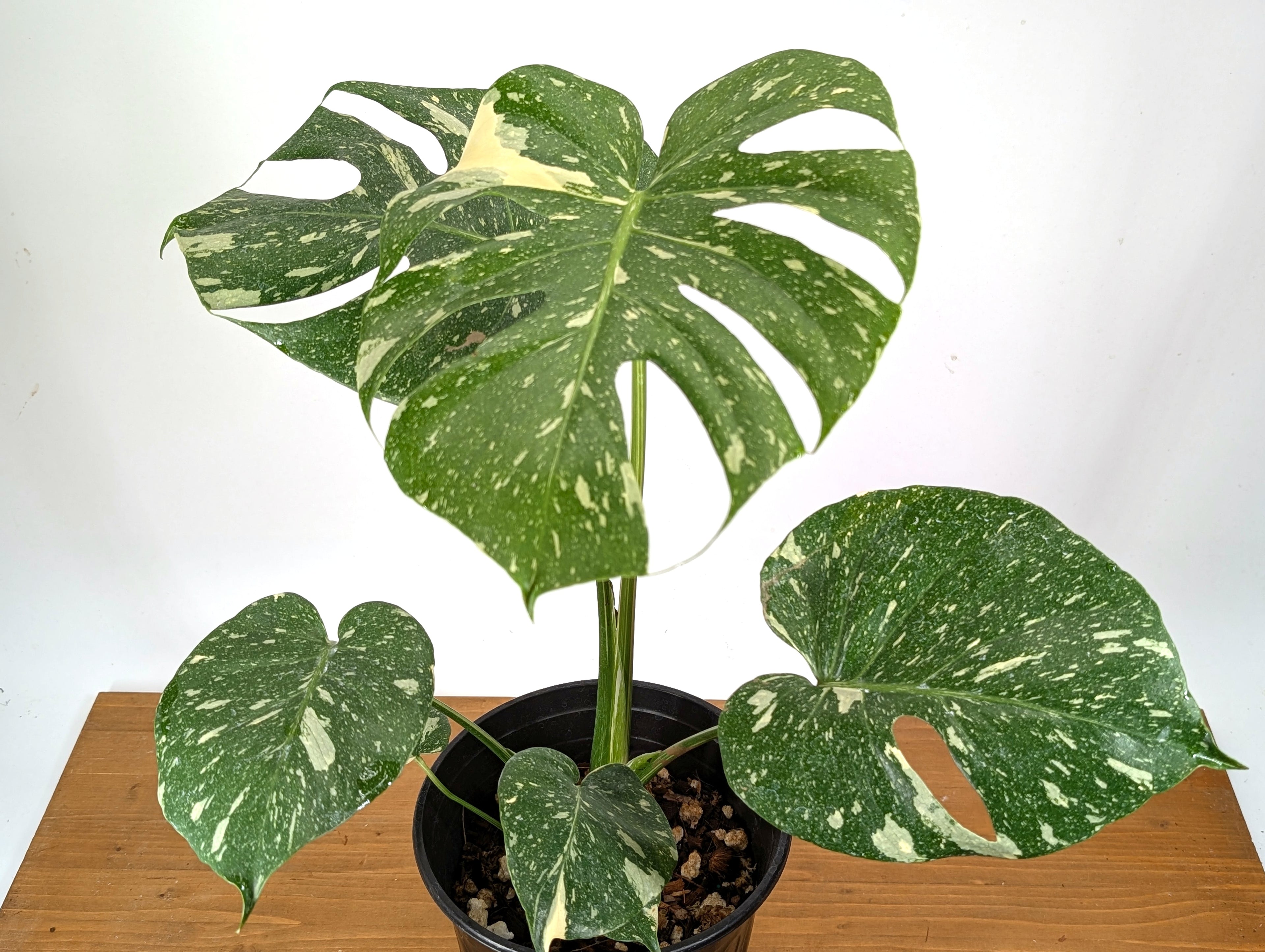 Monstera Thai Constellation