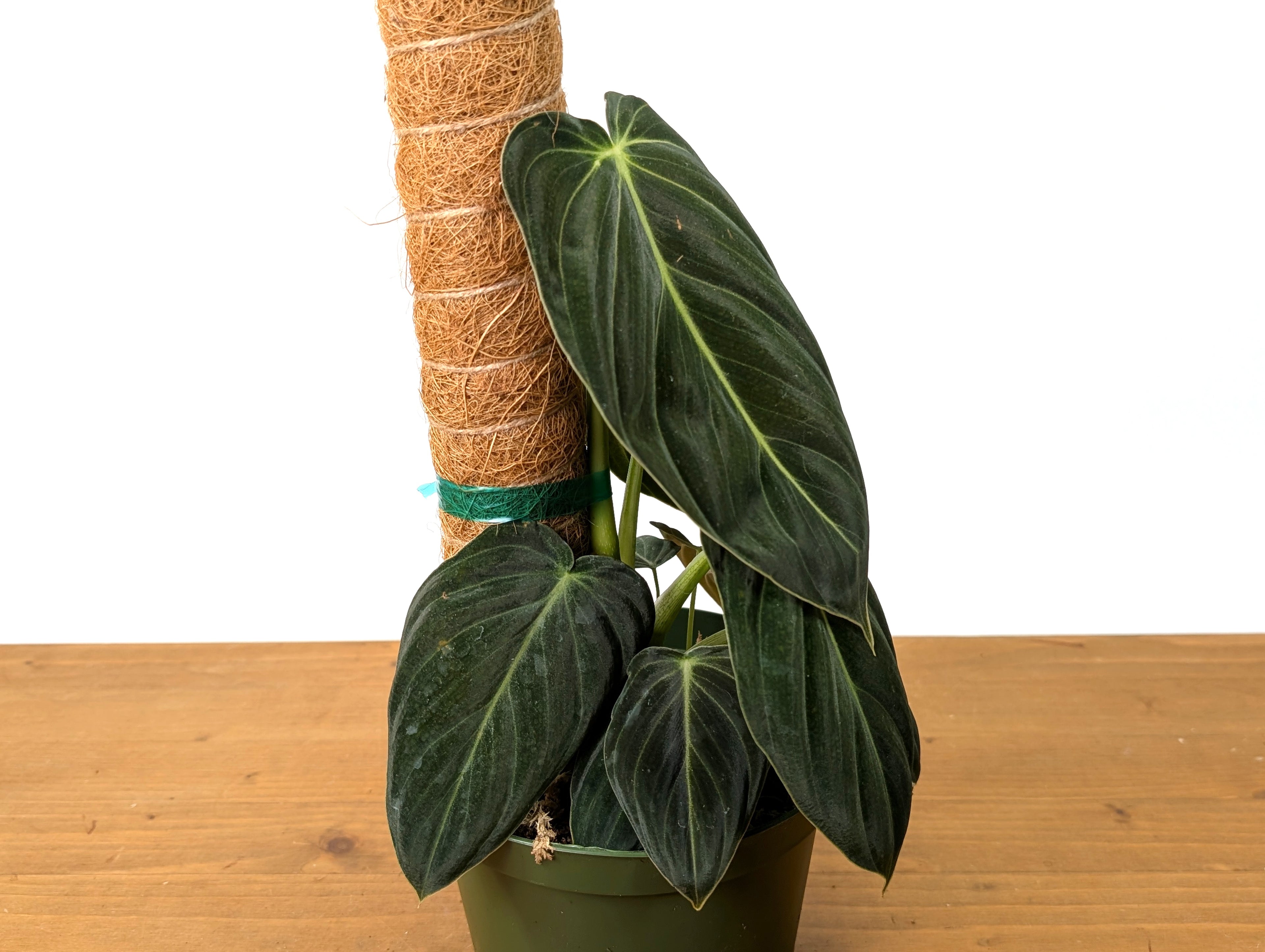 Philodendron Melanochrysum