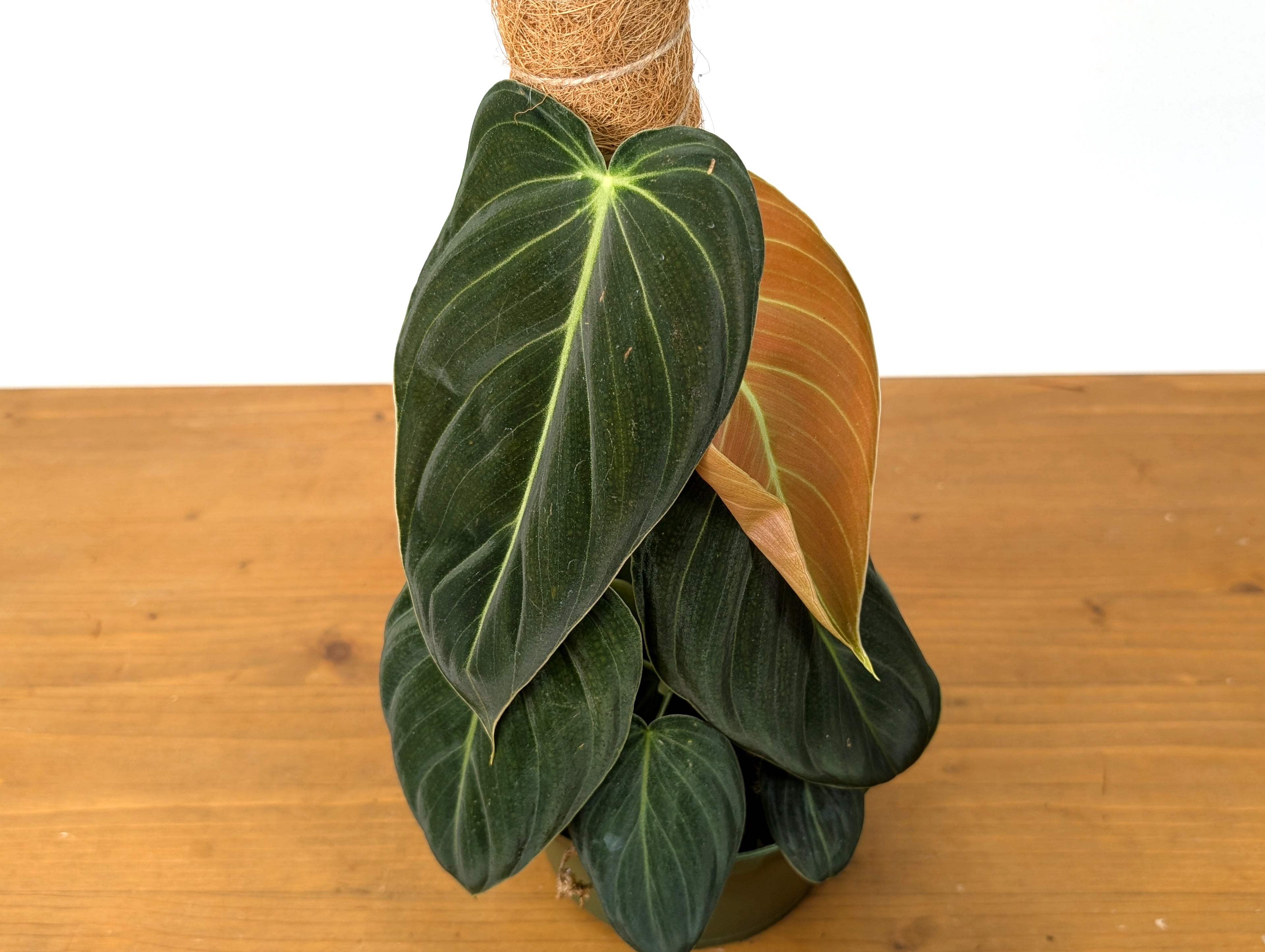 Philodendron Melanochrysum