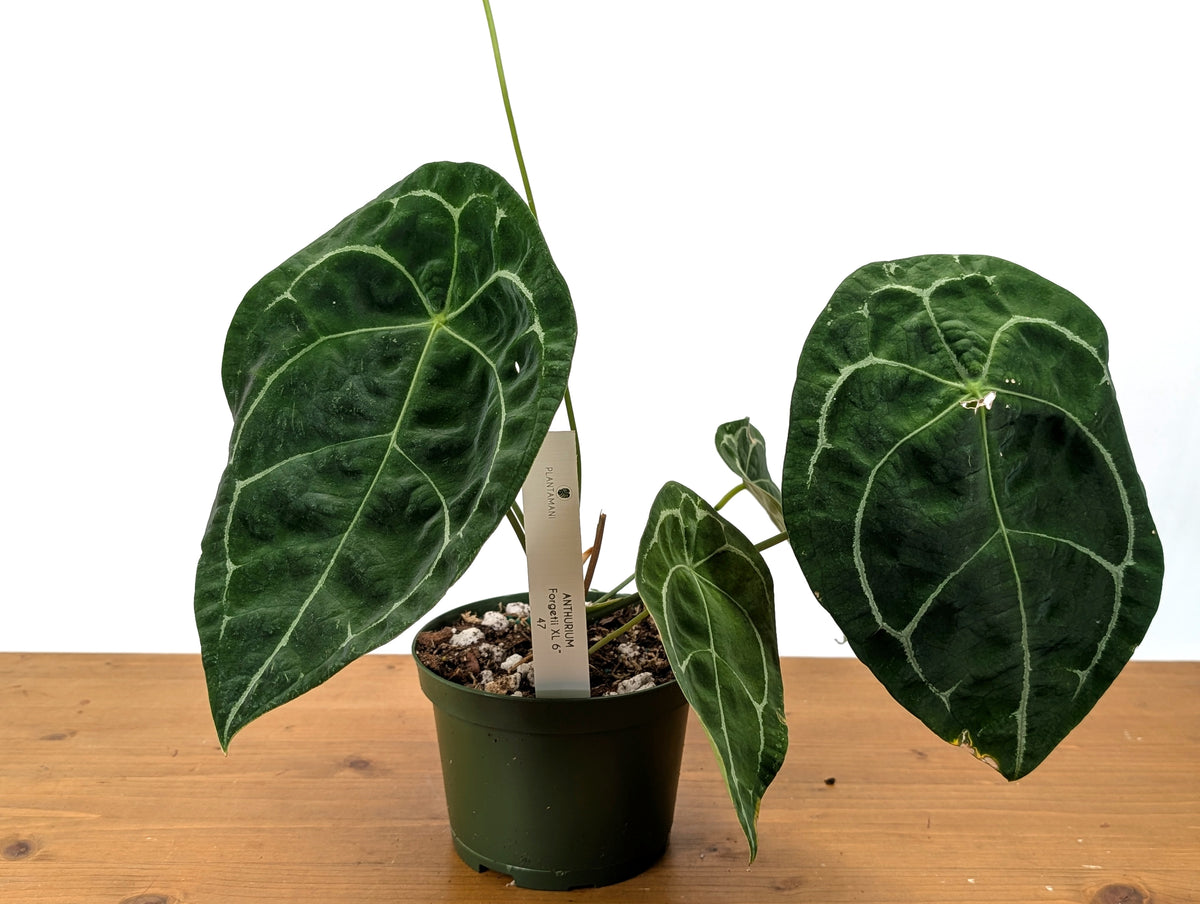 Anthurium Forgetii White Stripes