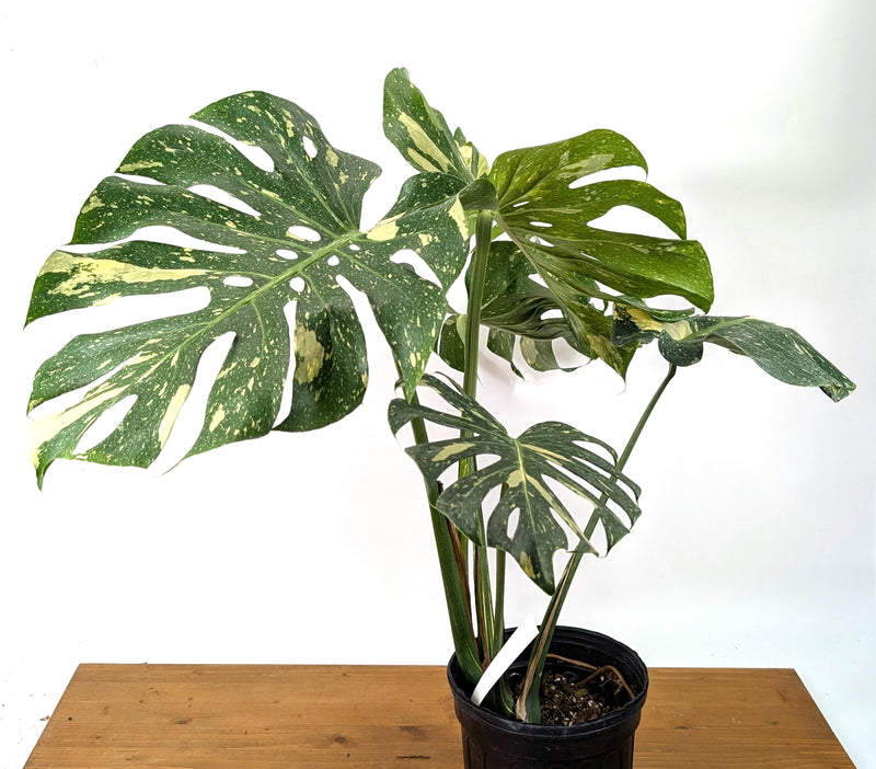 Monstera Thai Constellation