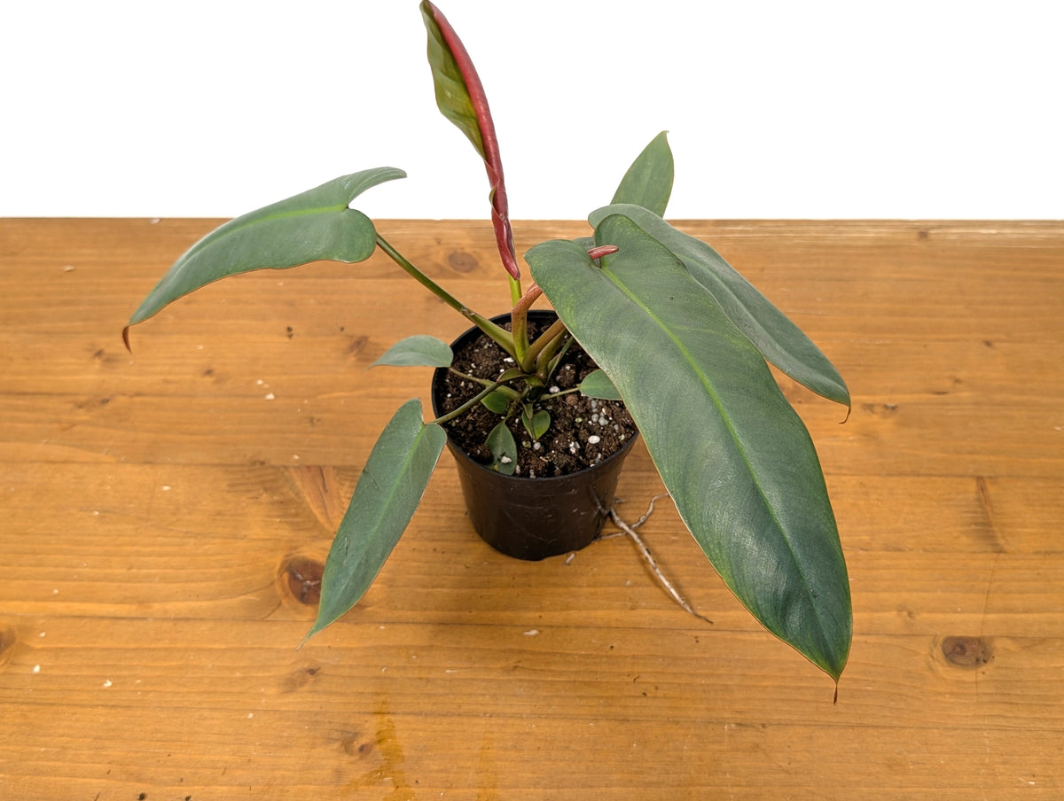 Philodendron Atabapoense
