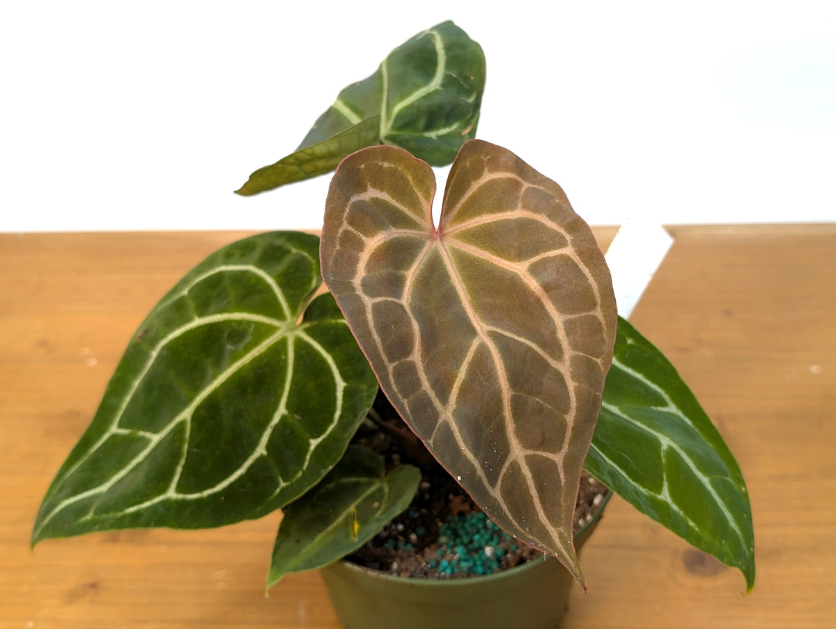 Anthurium Forgetii x Crystallinum