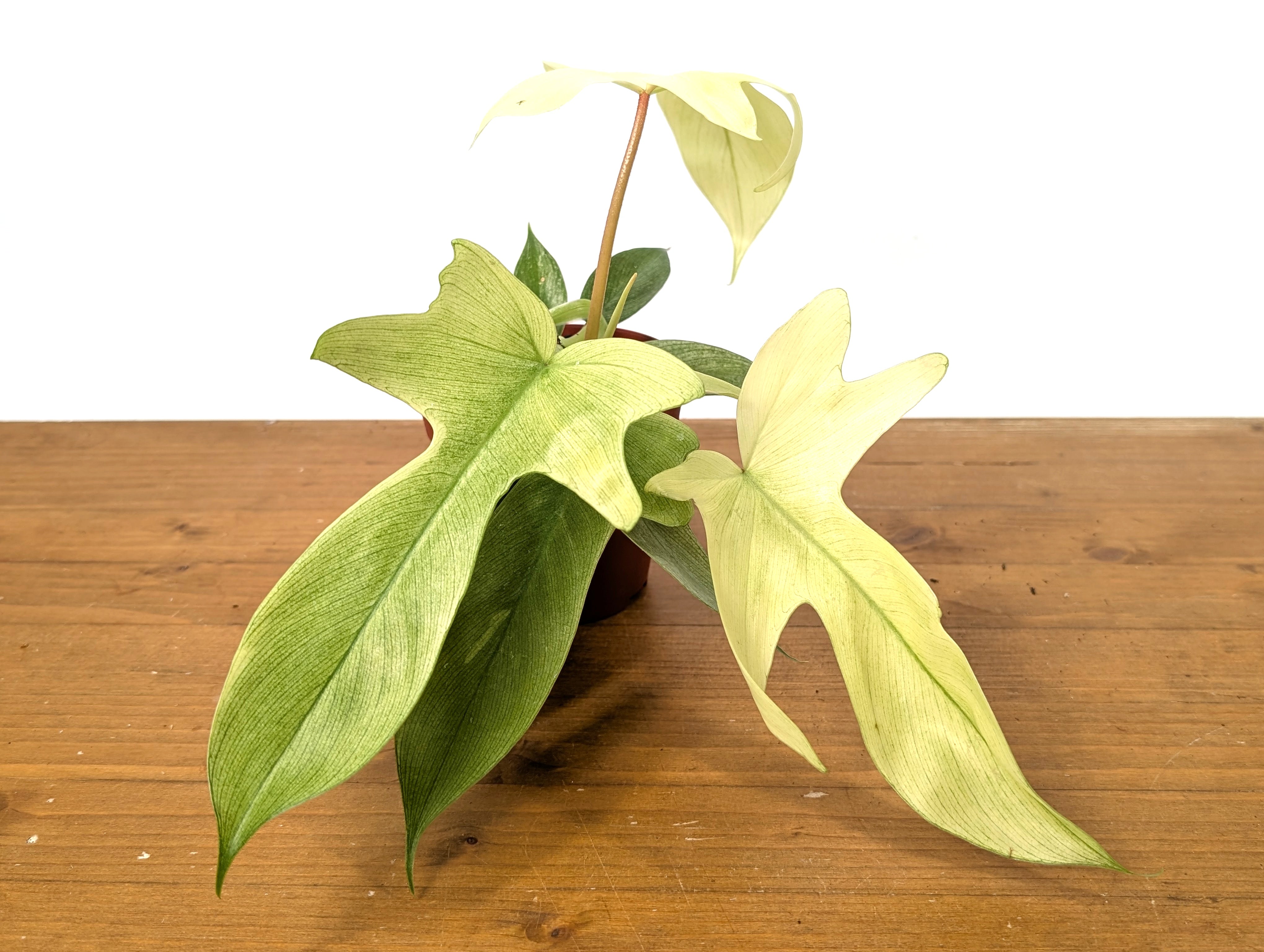 philodendron florida ghost mint Florida Ghost Philodendron - 1 Live Plant in a 4 Inch Pot - Philodendron Pedatum