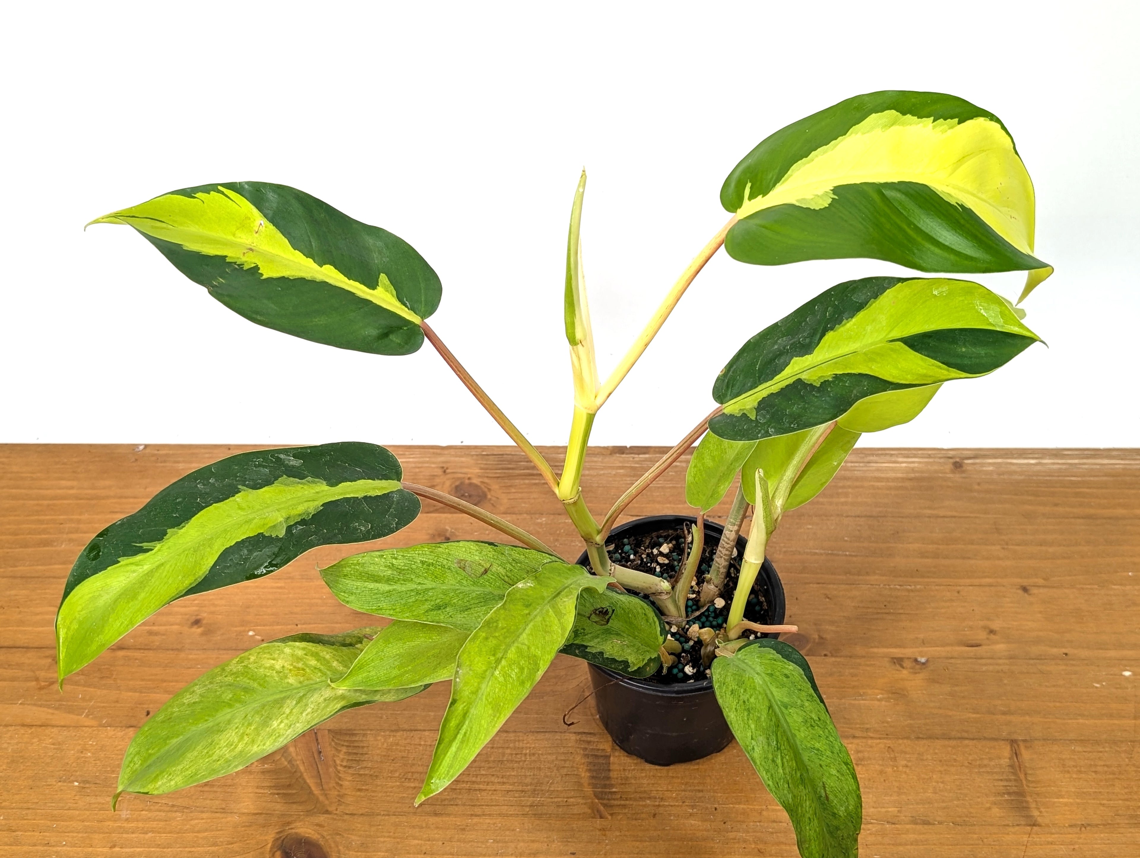 Philodendron Thai Sunrise 4 inch pot