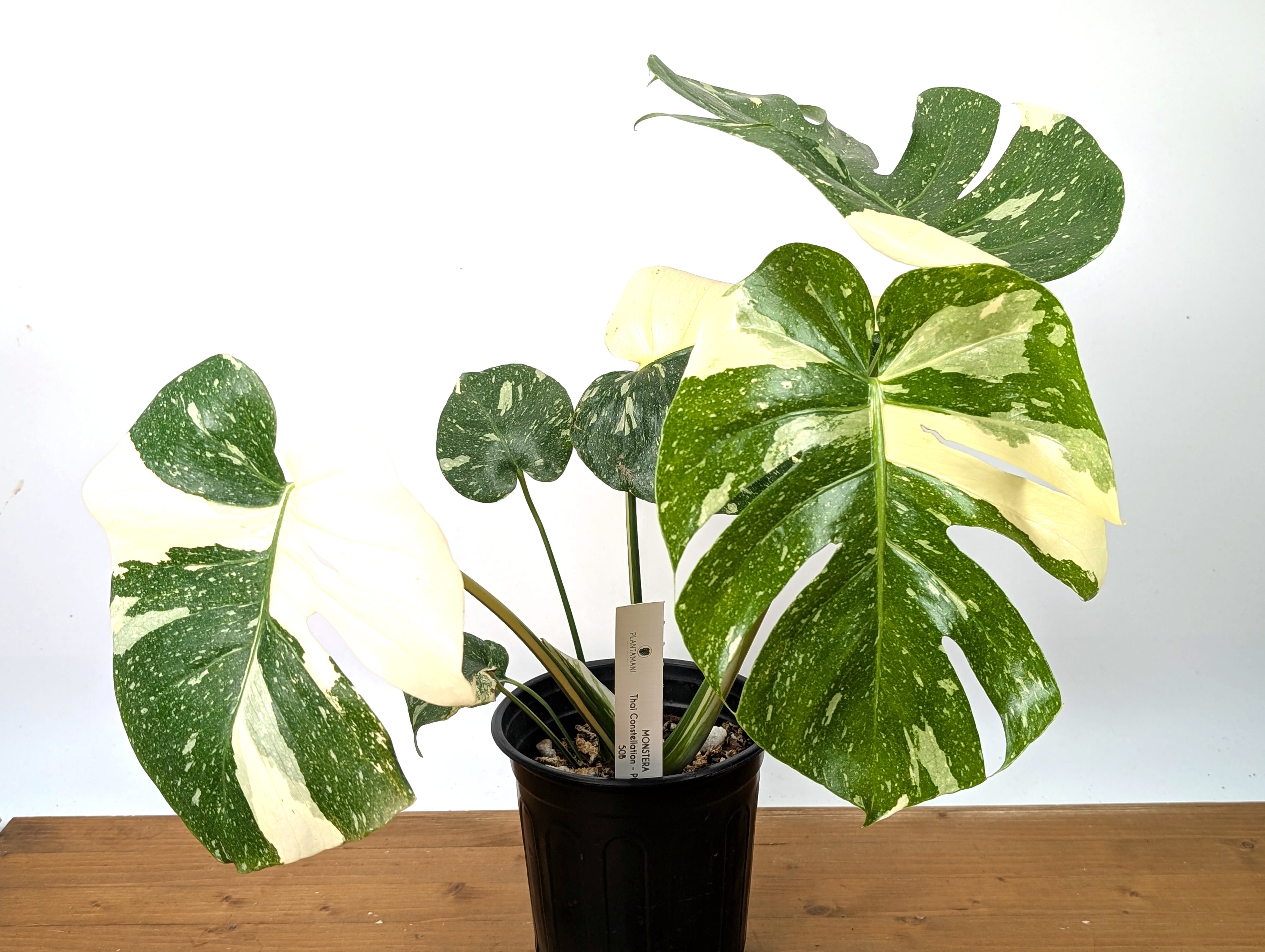 Monstera Thai Constellation