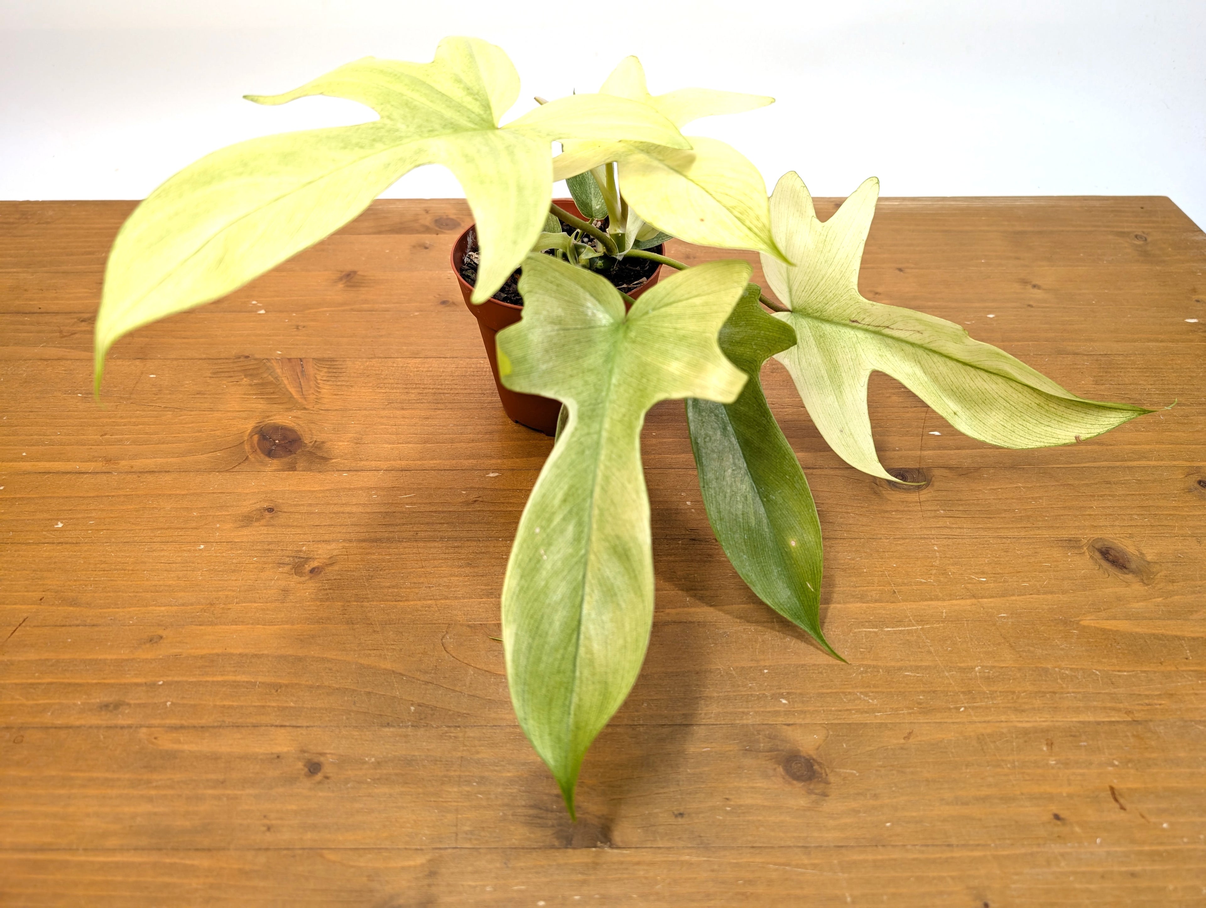 Philodendron Florida Ghost Mint