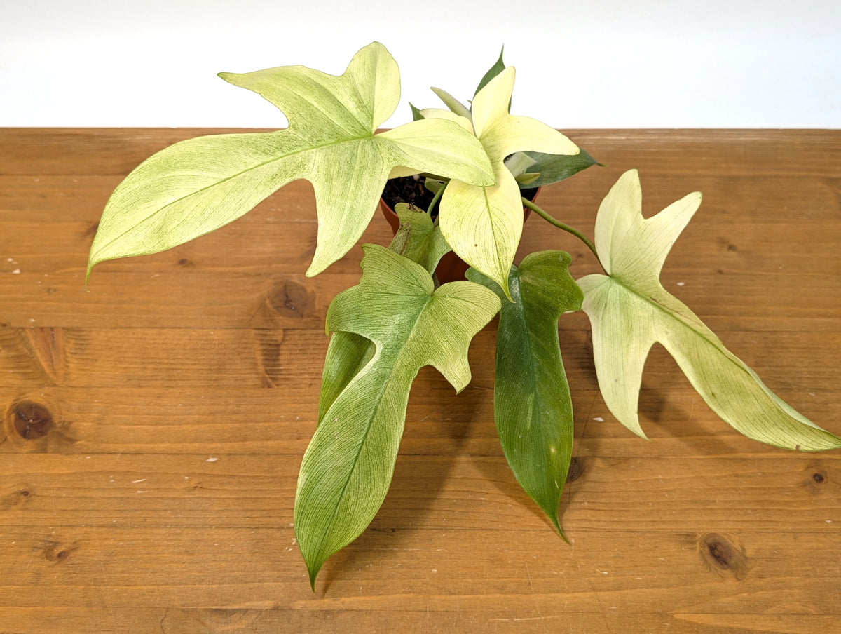 Philodendron Florida Ghost Mint