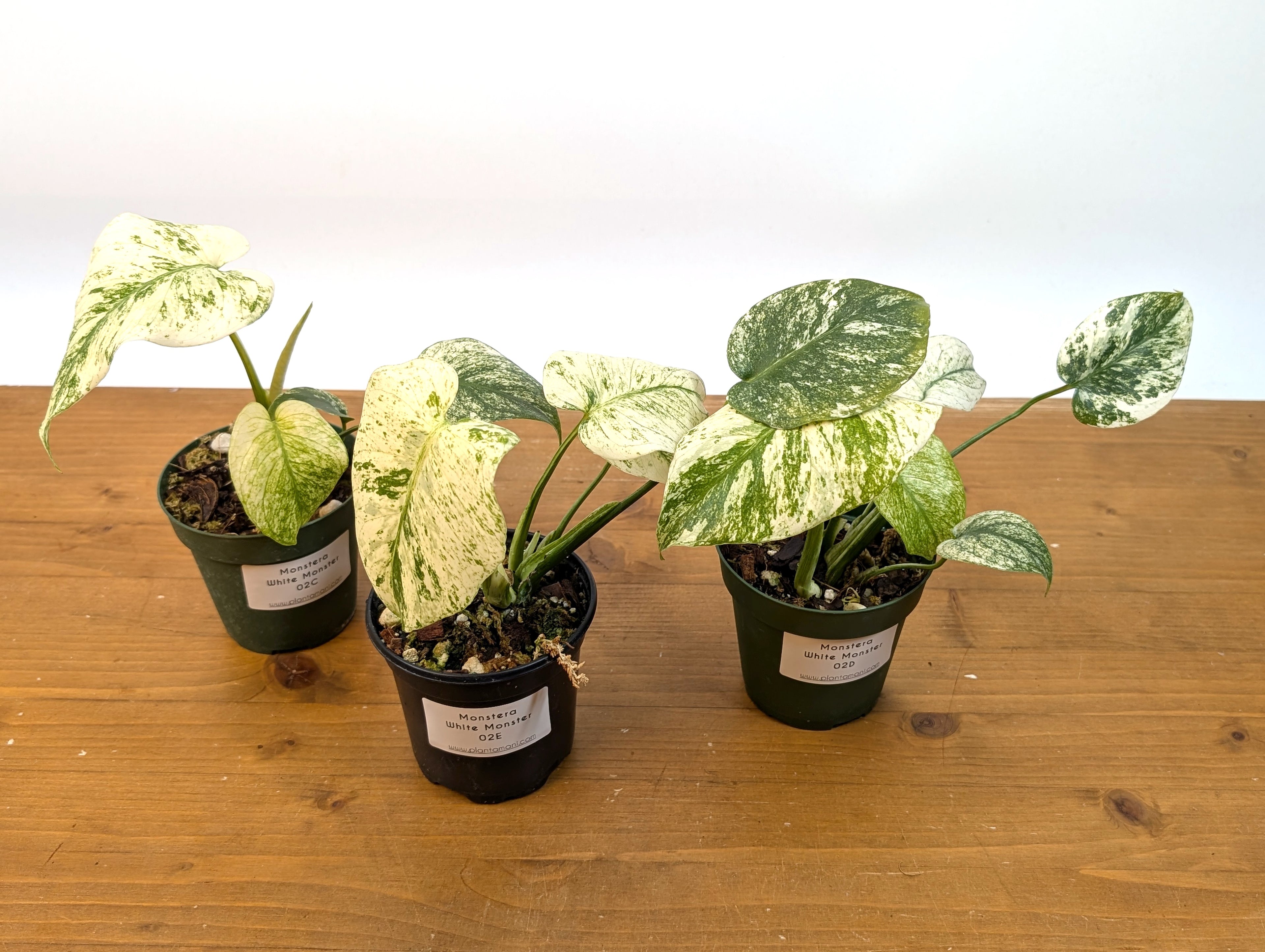 Monstera White Monster