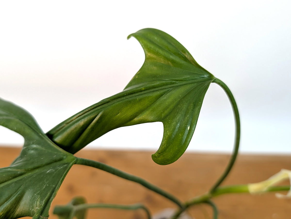 Philodendron Paloraense