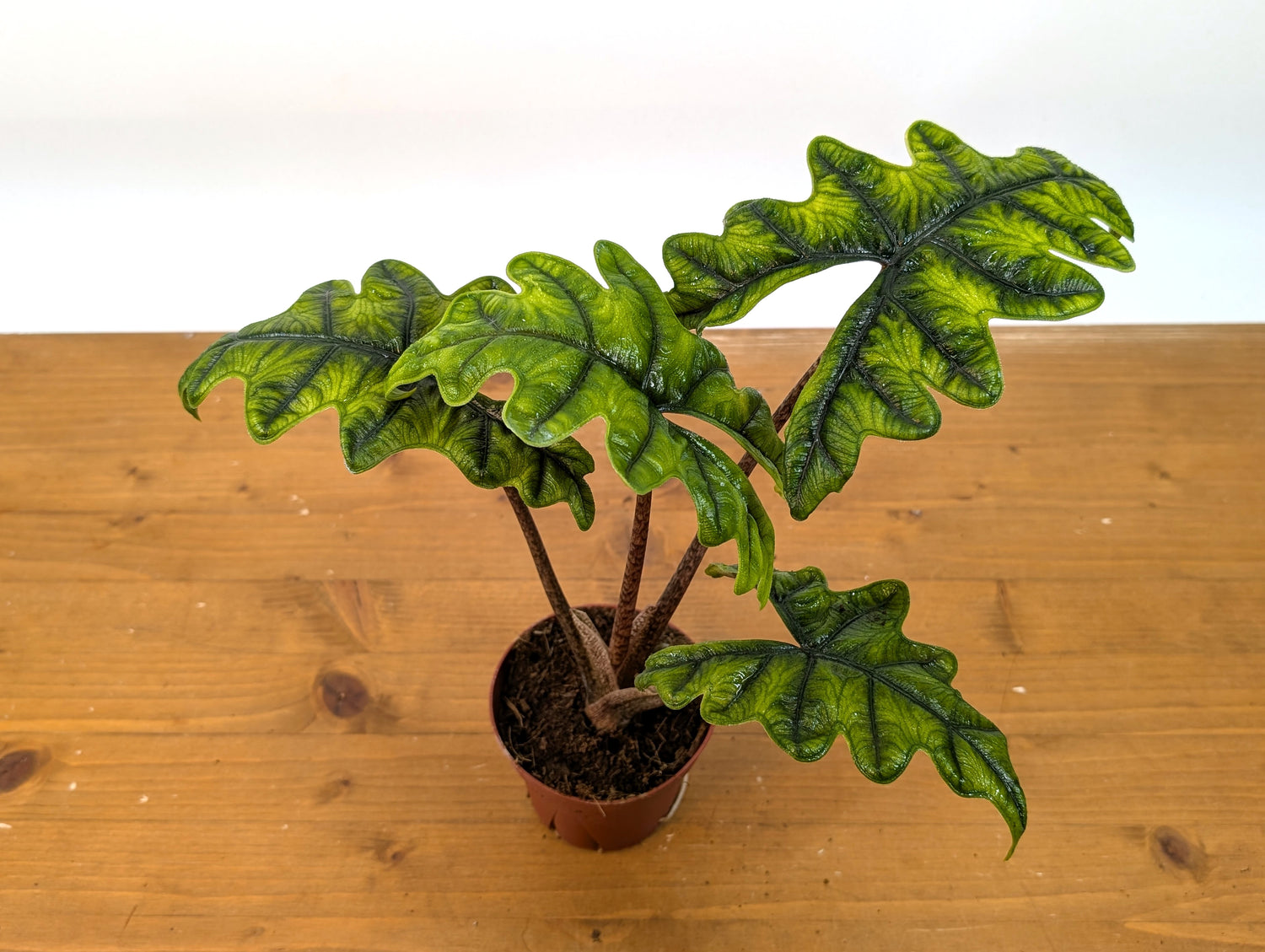 Alocasia Jacklyn