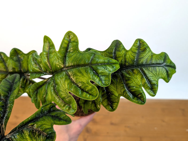 Alocasia tandurusa 'Jacklyn'