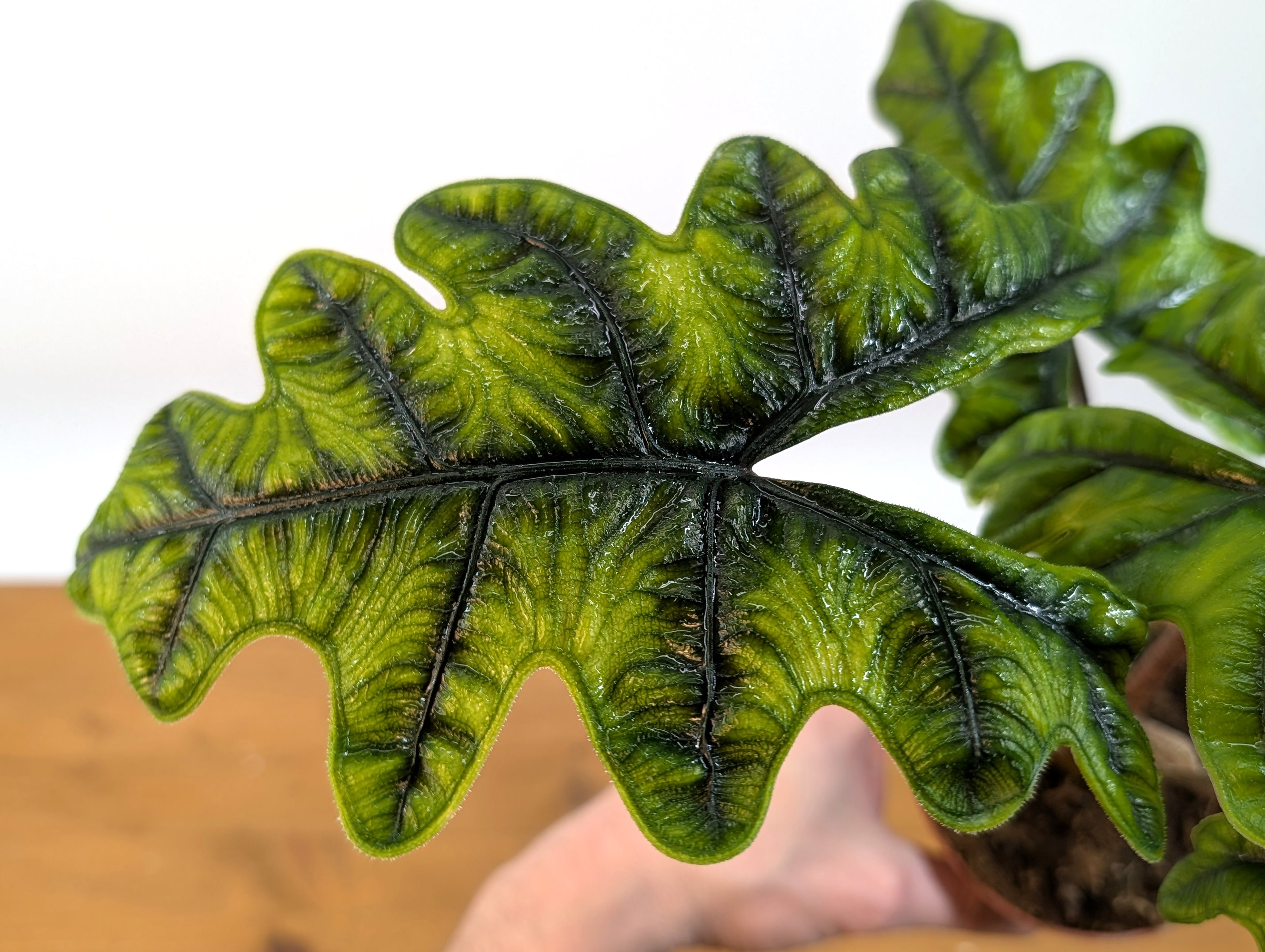 Alocasia Jacklyn
