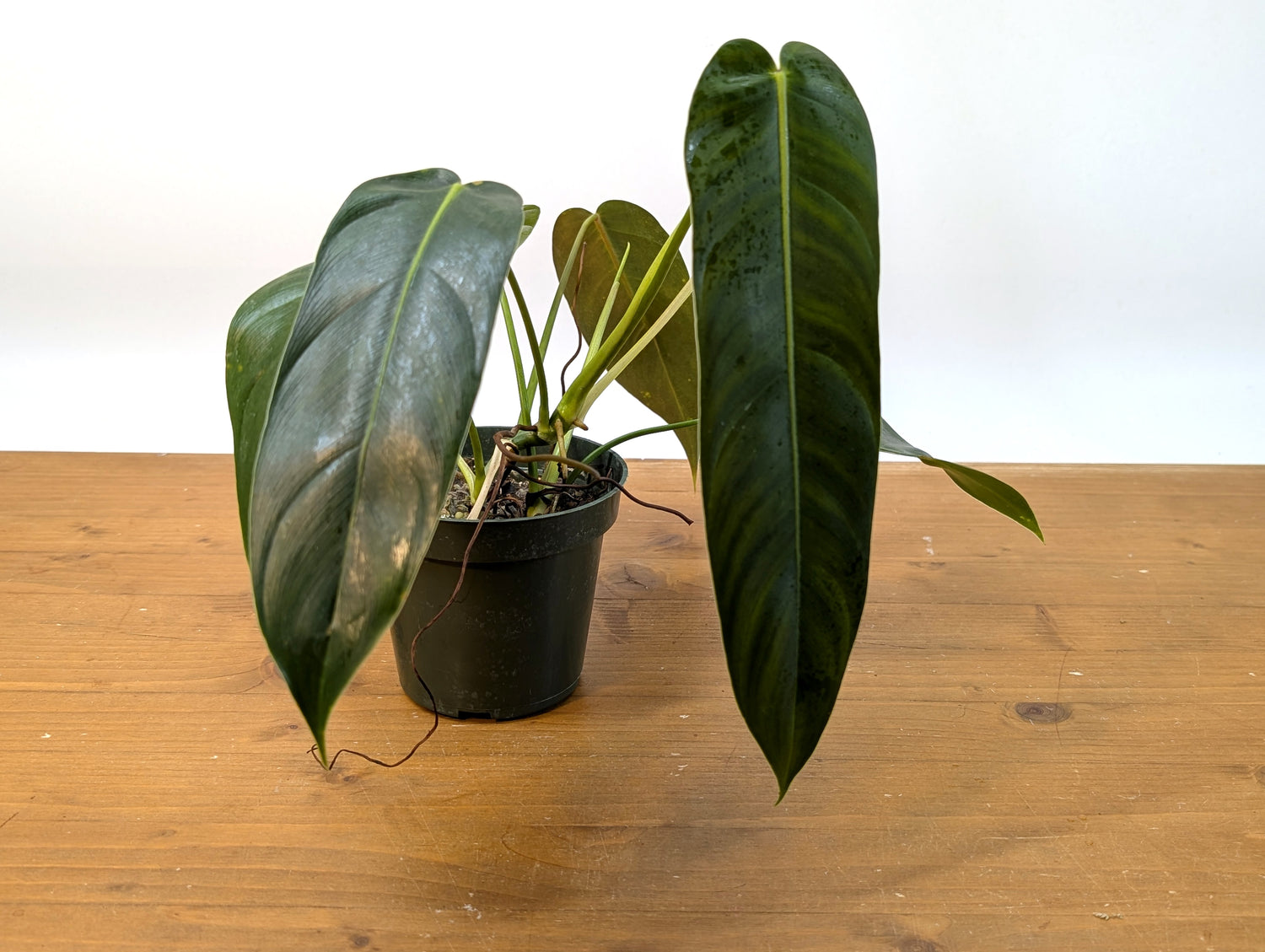 Philodendron Amazon Spirit (Patriciae x Spiritus Sancti)