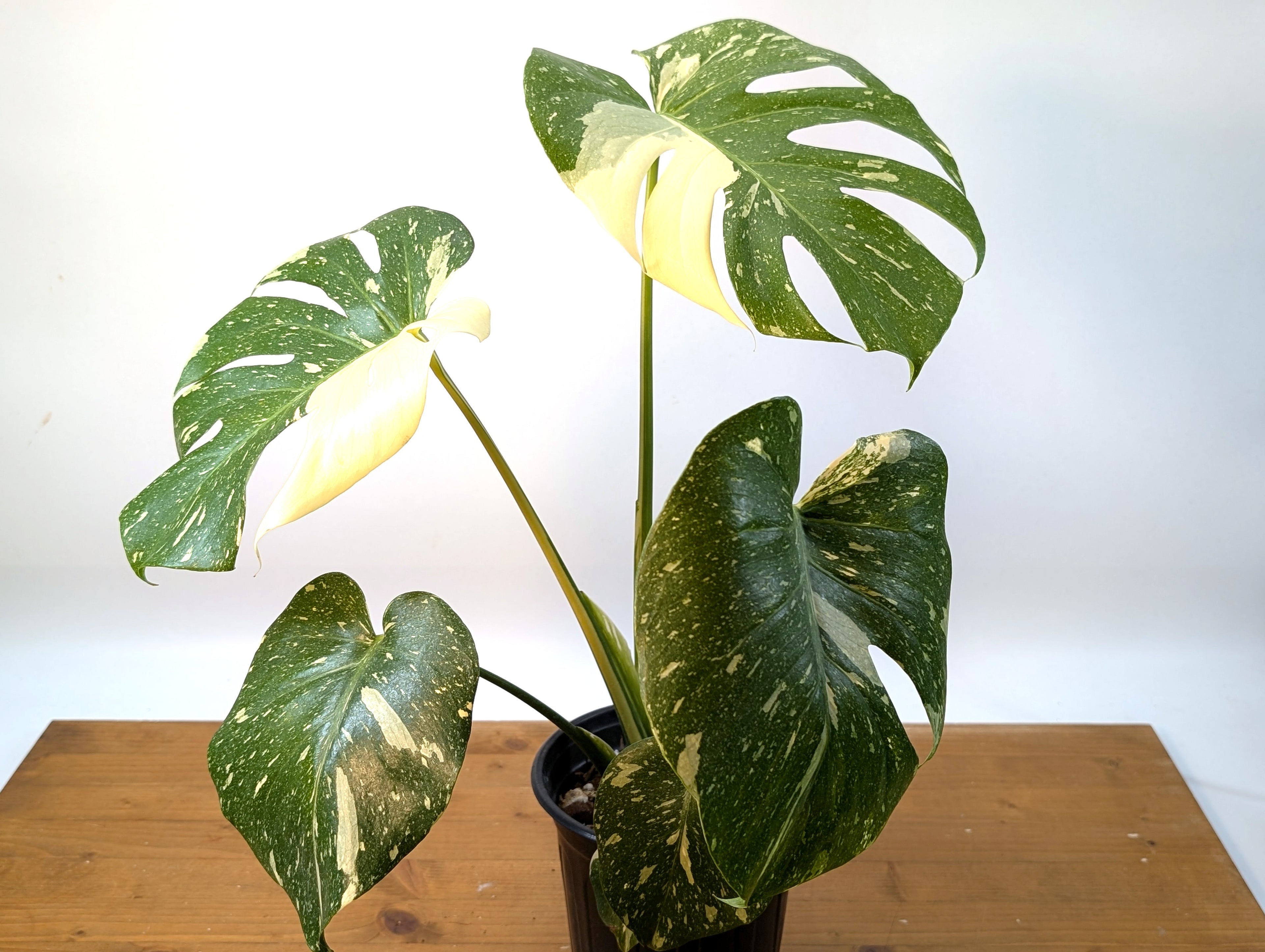 Monstera Thai Constellation
