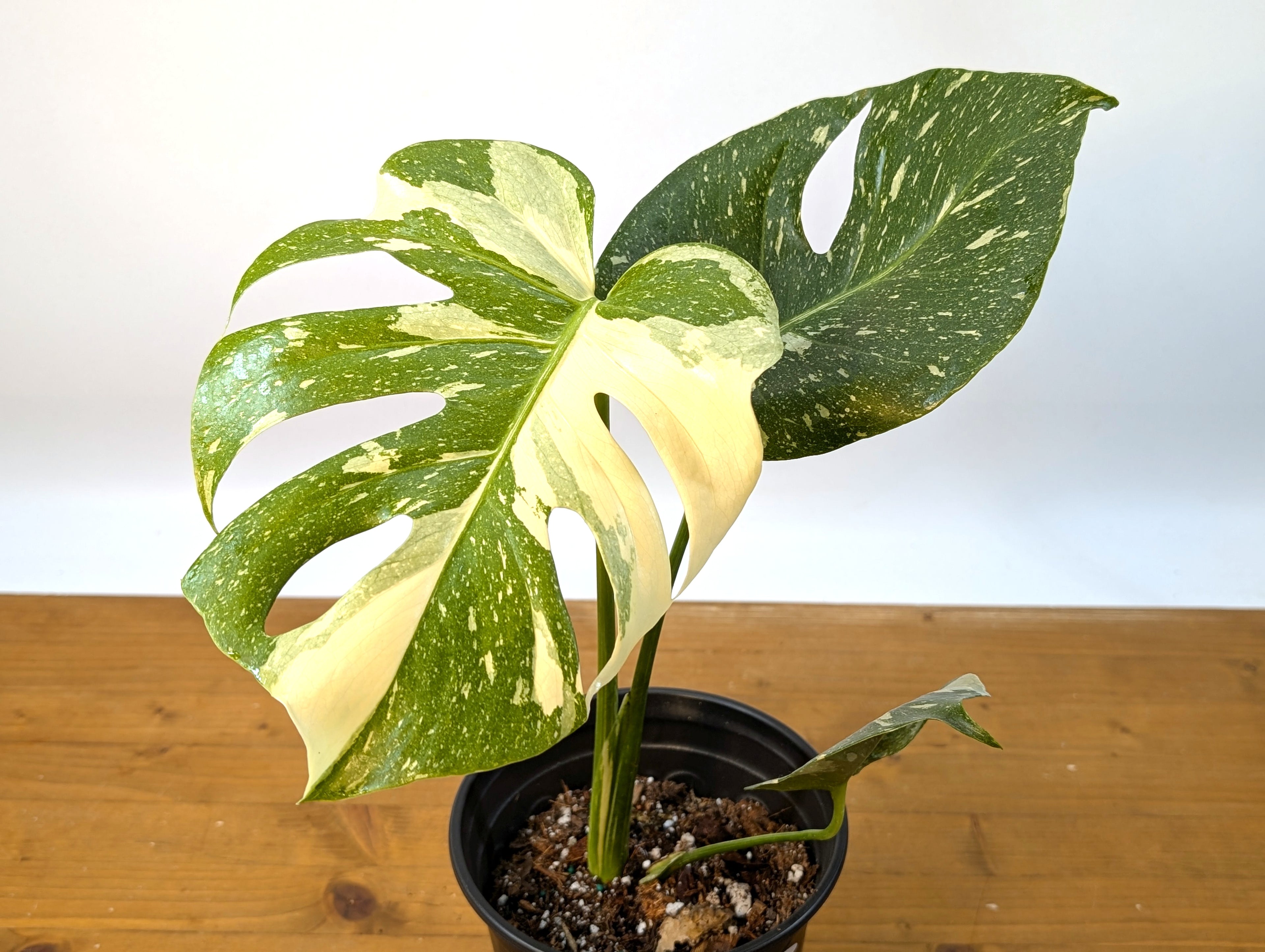 Monstera Thai Constellation