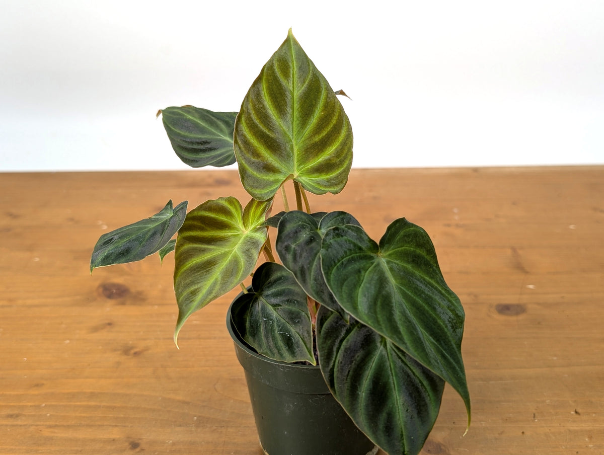 Philodendron Verrucosum 'Incensi'