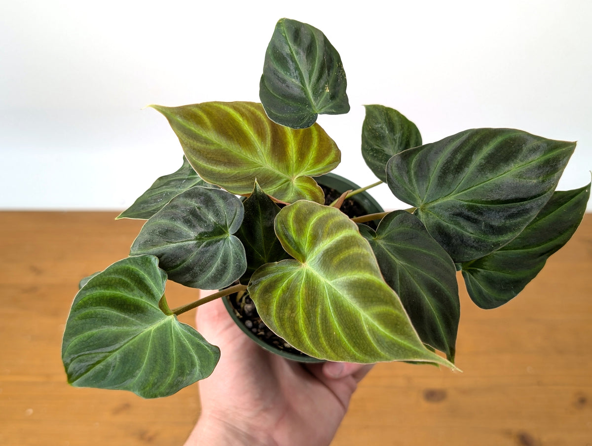 Philodendron Verrucosum 'Incensi'