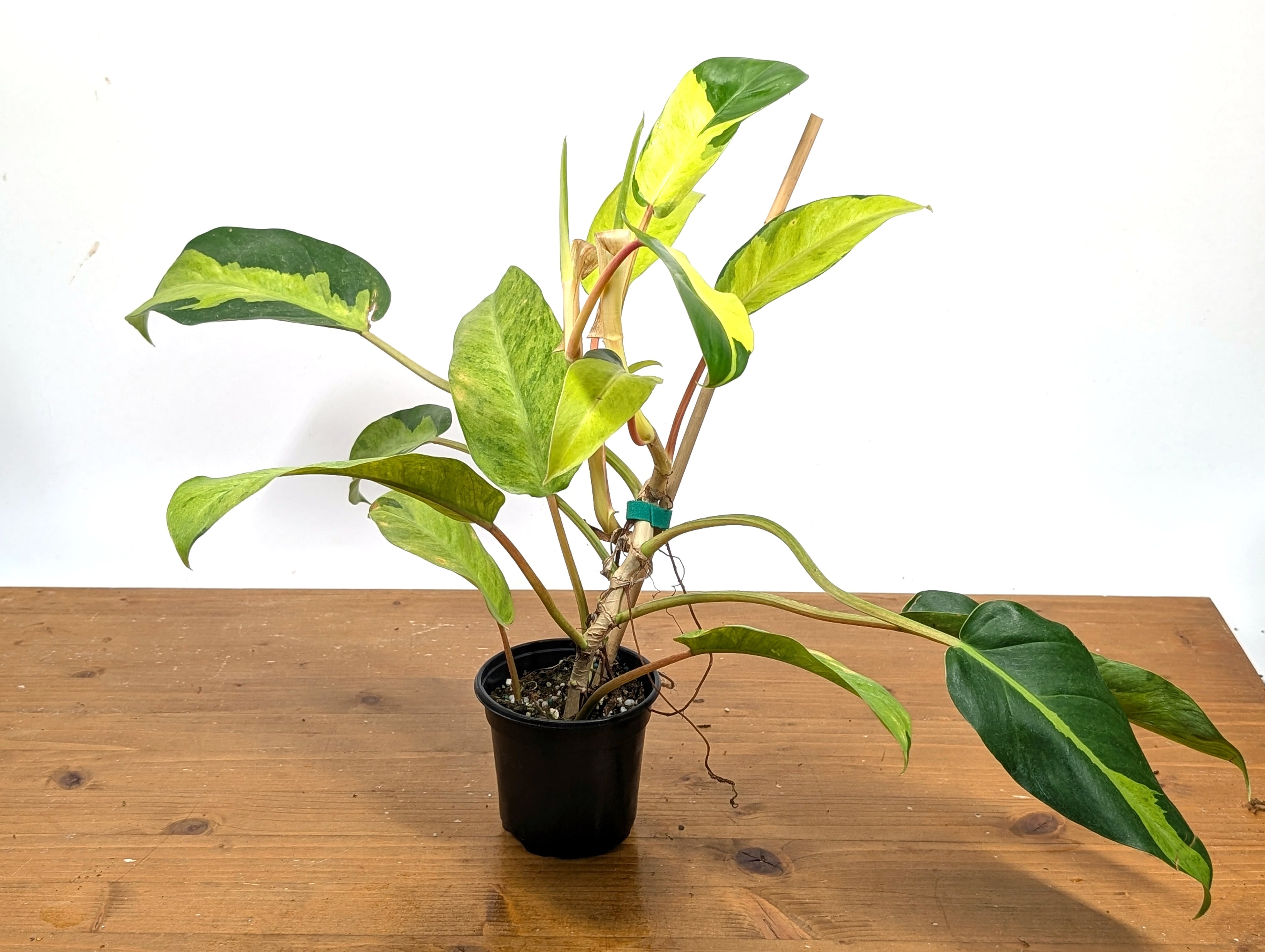 Philodendron Thai Sunrise 4 inch pot