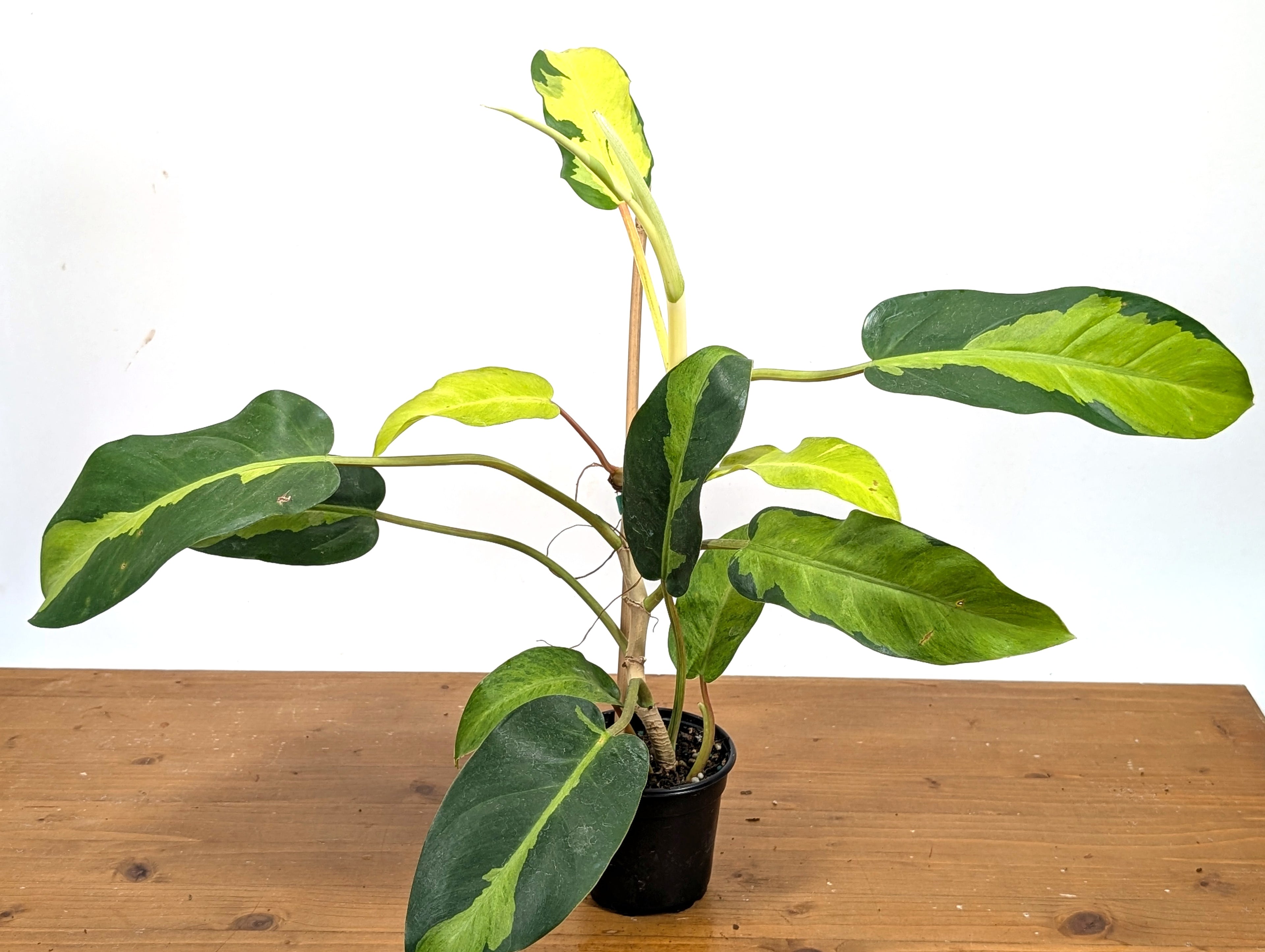 Philodendron Thai Sunrise 4 inch pot