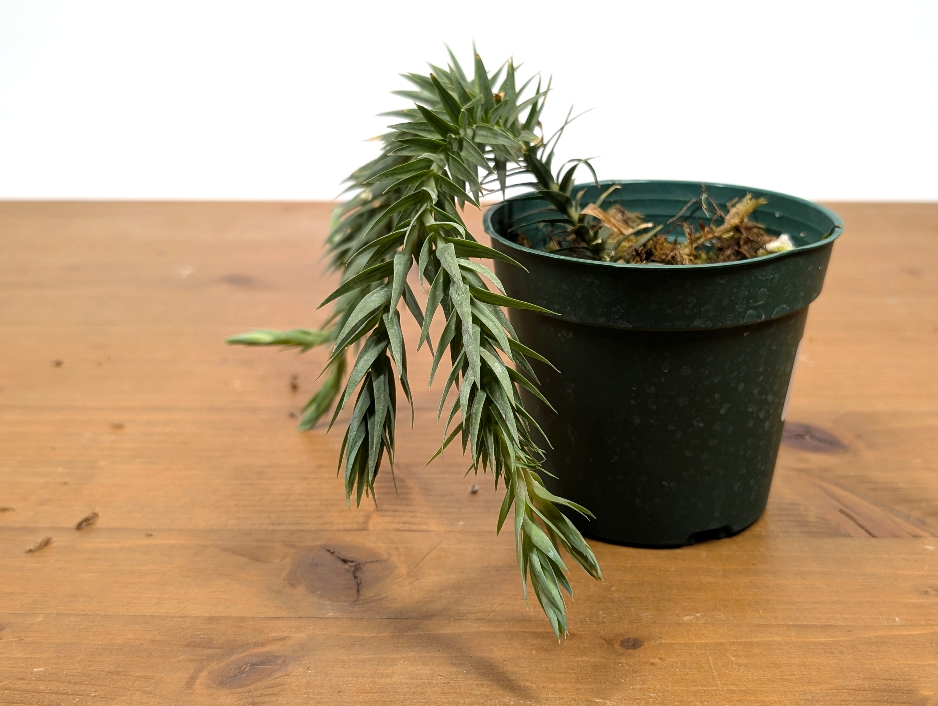 Huperzia Goebelii | Blue Tassel Fern | Goebel&