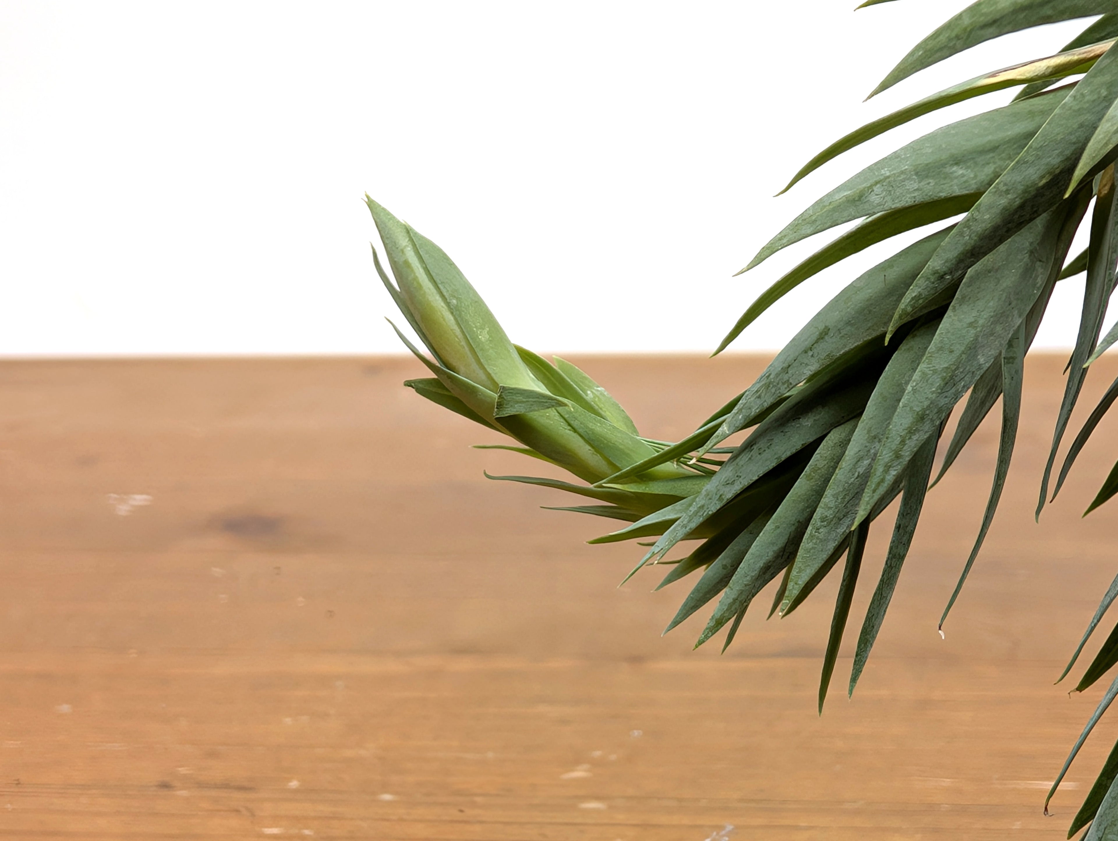 Huperzia Goebelii | Blue Tassel Fern | Goebel&