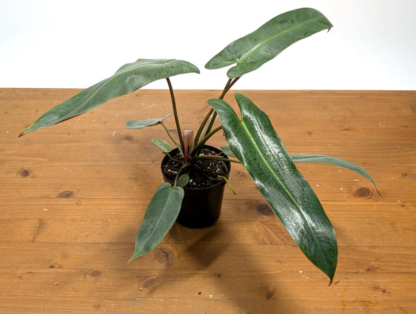 Philodendron Atabapoense
