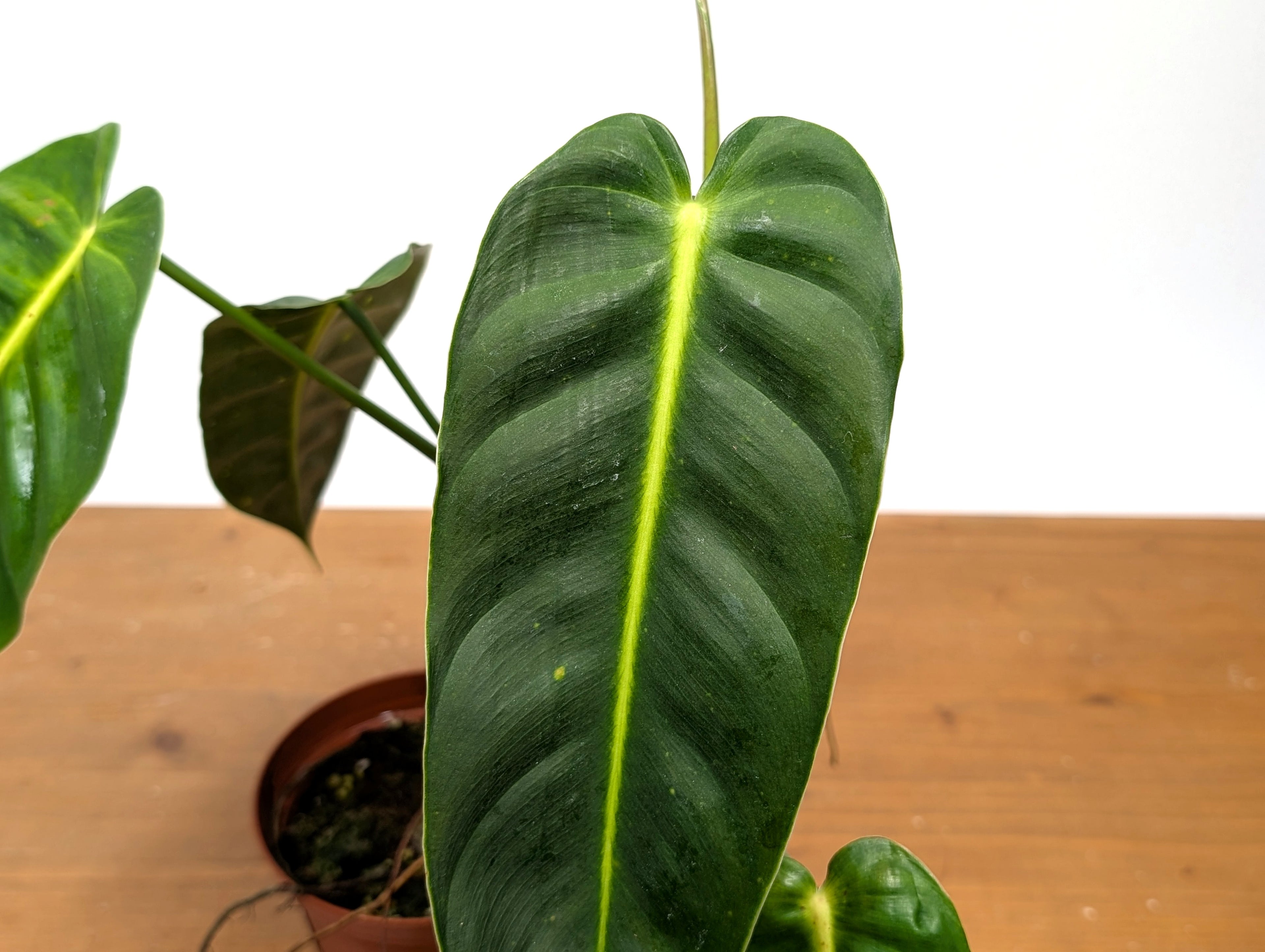 Philodendron Esmeraldense Narrow