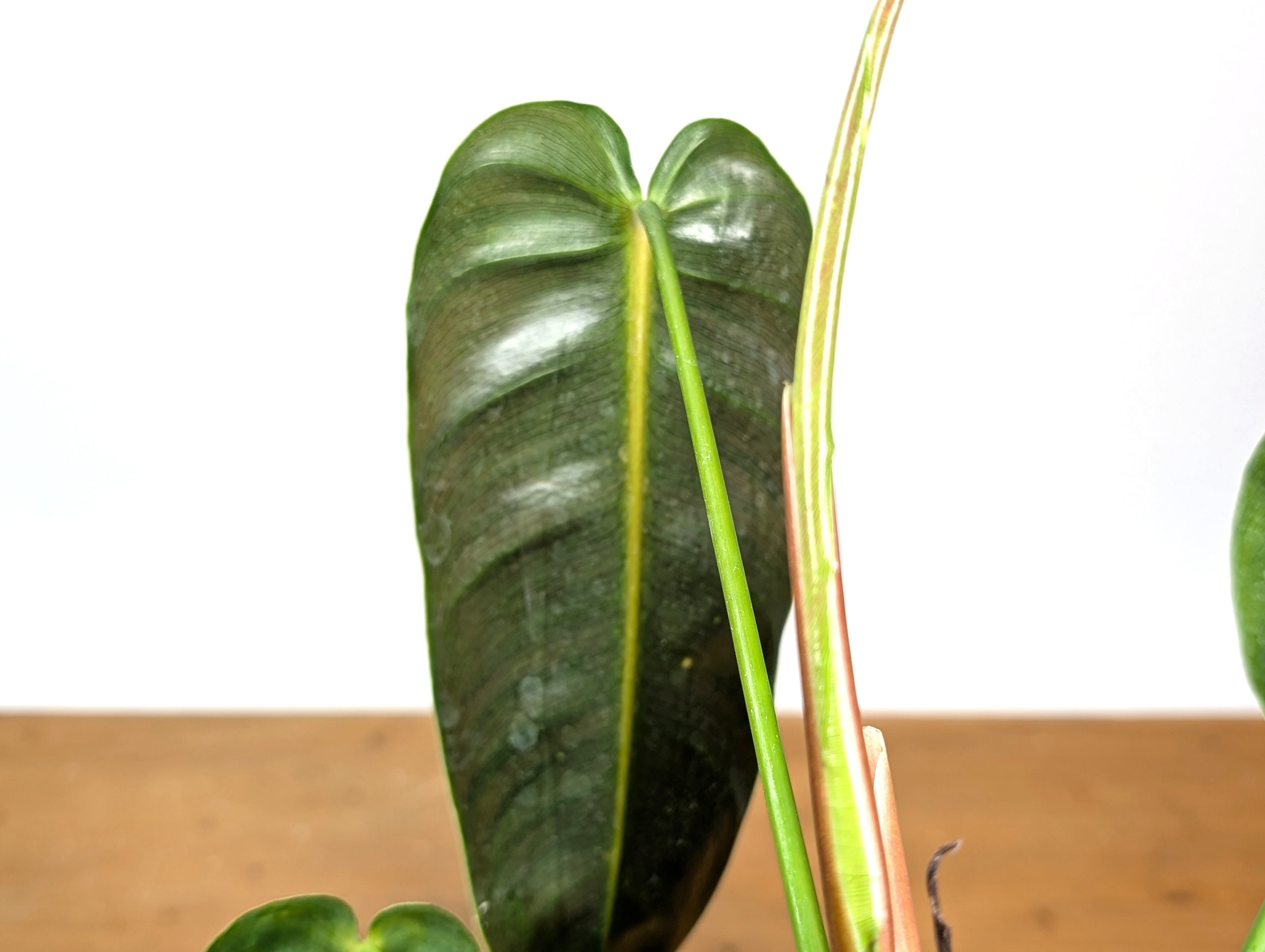 Philodendron Esmeraldense Narrow