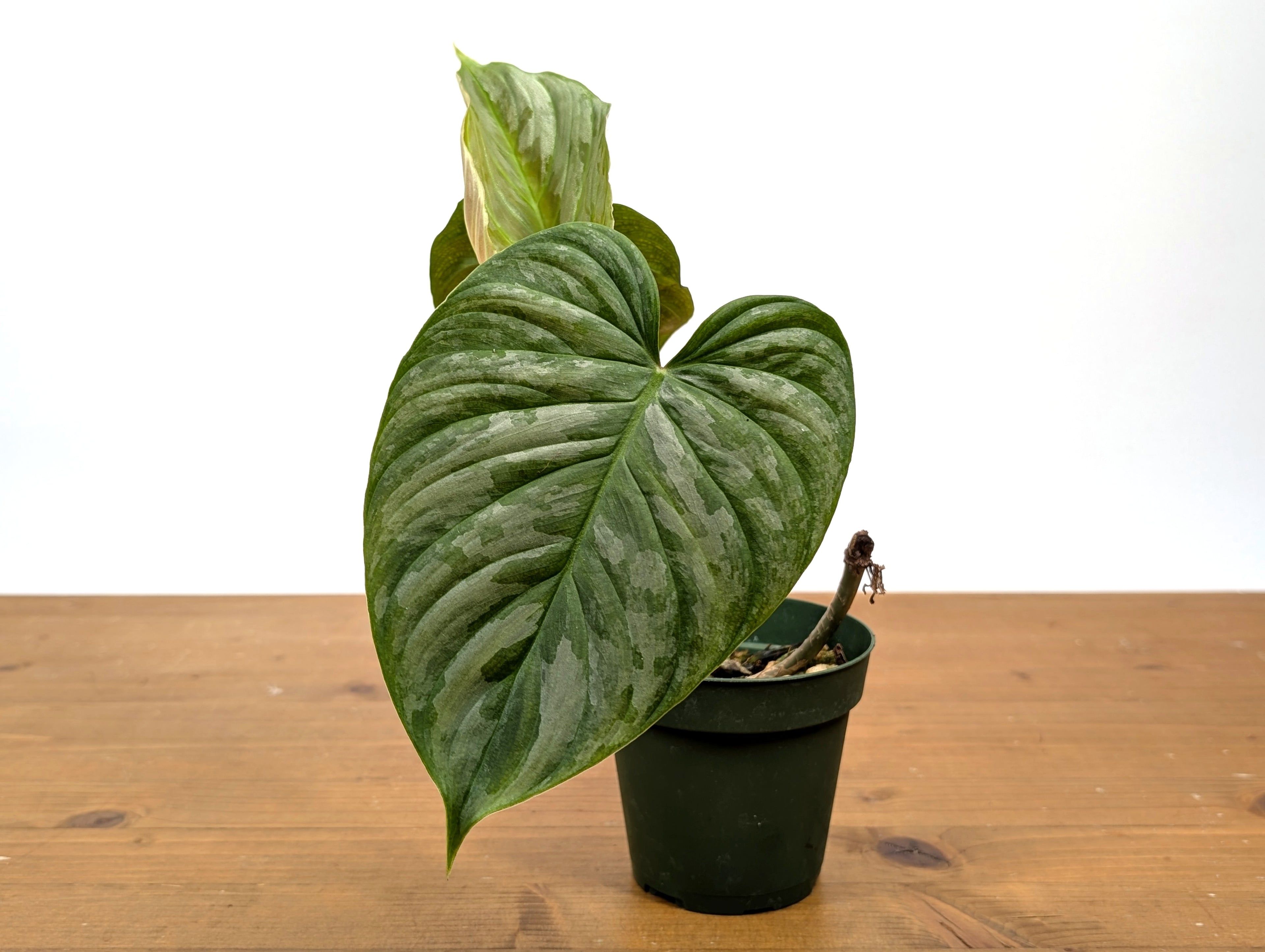 Philodendron Majestic